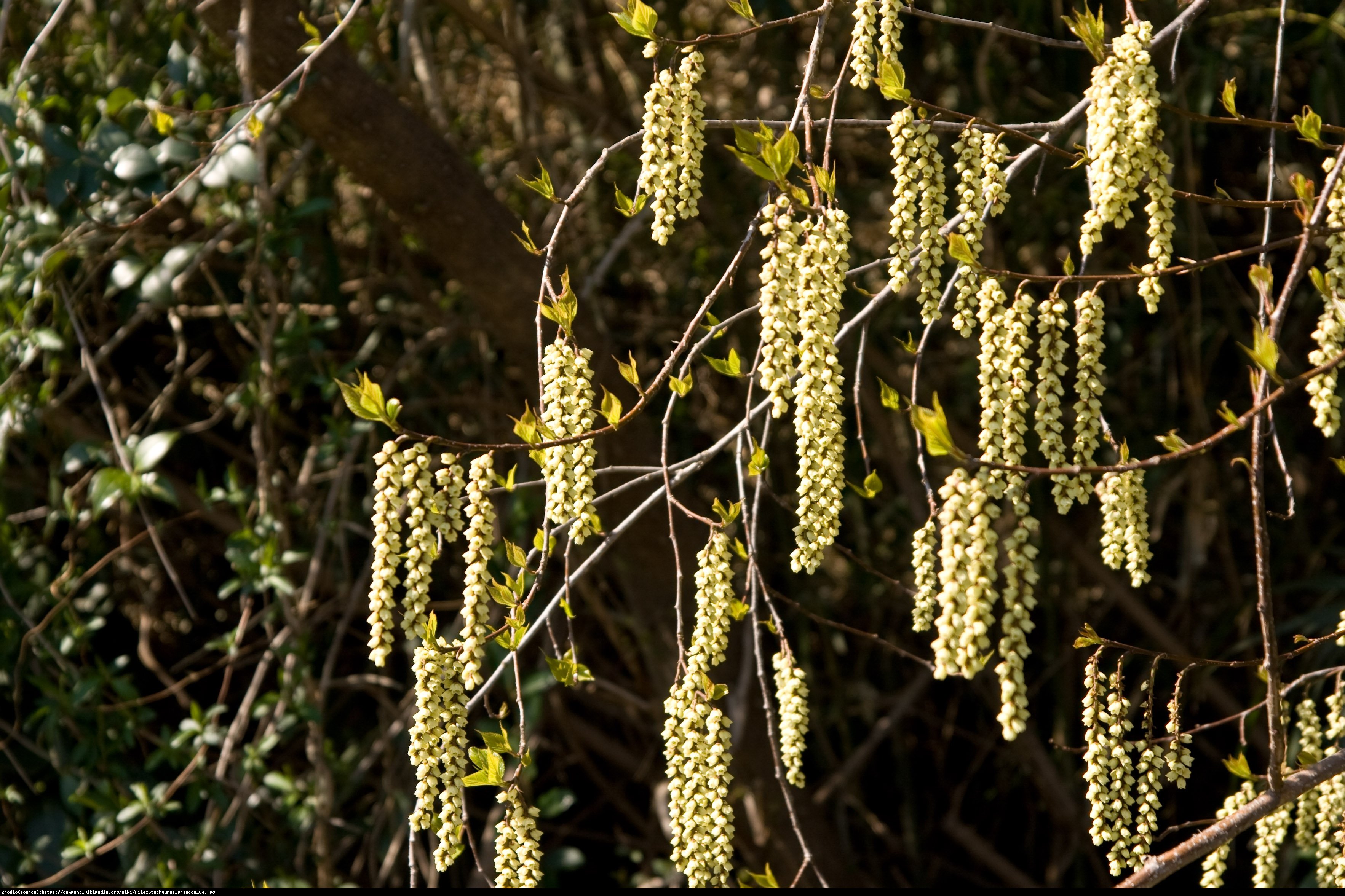 Stachiurek wczesny - Stachyurus praecox 