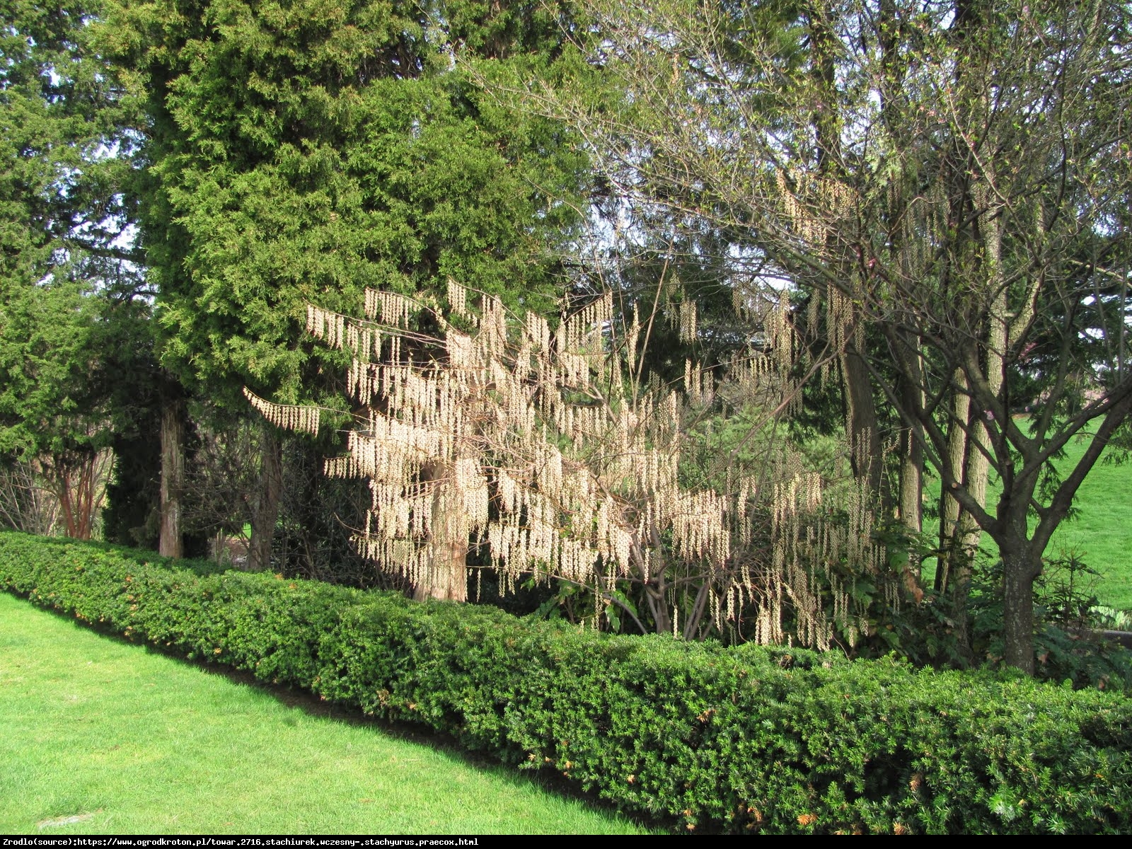 Stachiurek wczesny - Stachyurus praecox 