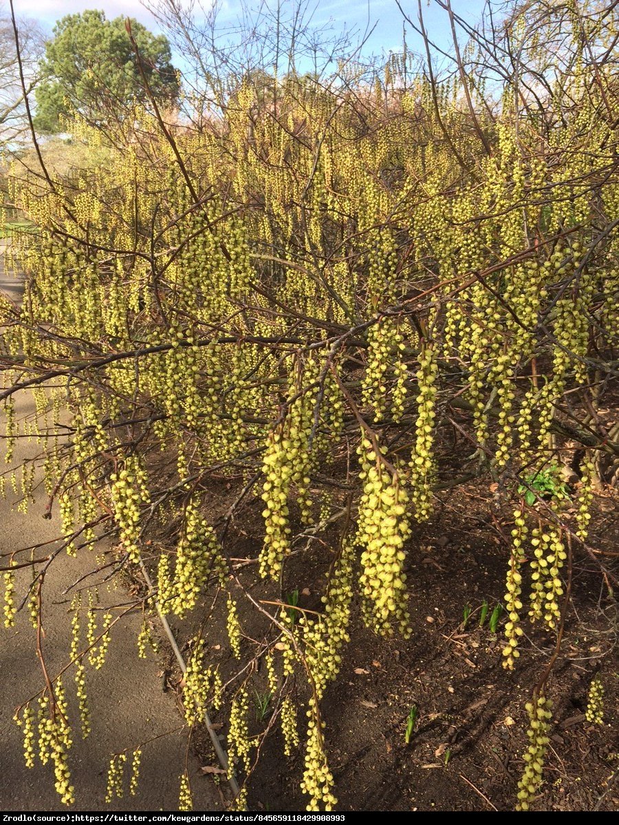 Stachiurek wczesny - Stachyurus praecox 