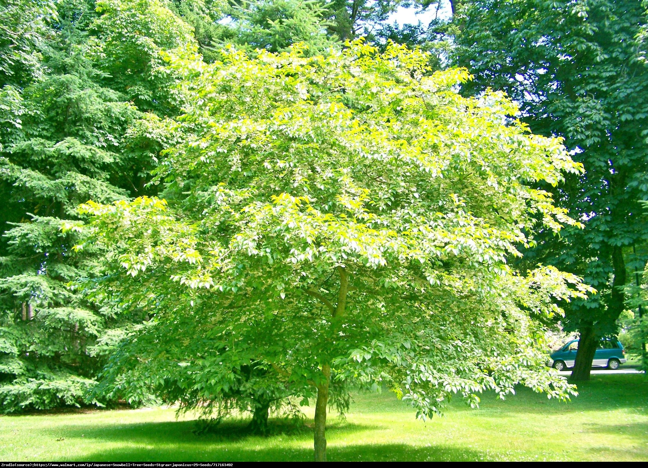 Styrak japoński - Styrax japonicum 