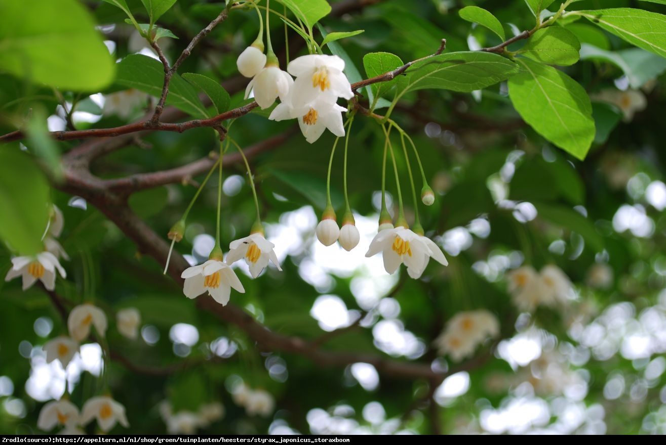 Styrak japoński - Styrax japonicum 