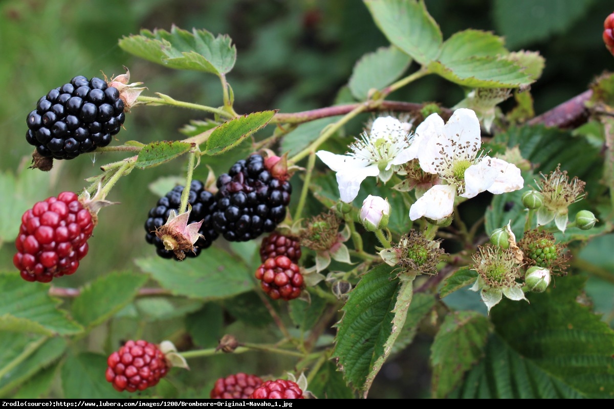 Jeżyna bezkolcowa  Navaho - Rubus fruticosus Navaho