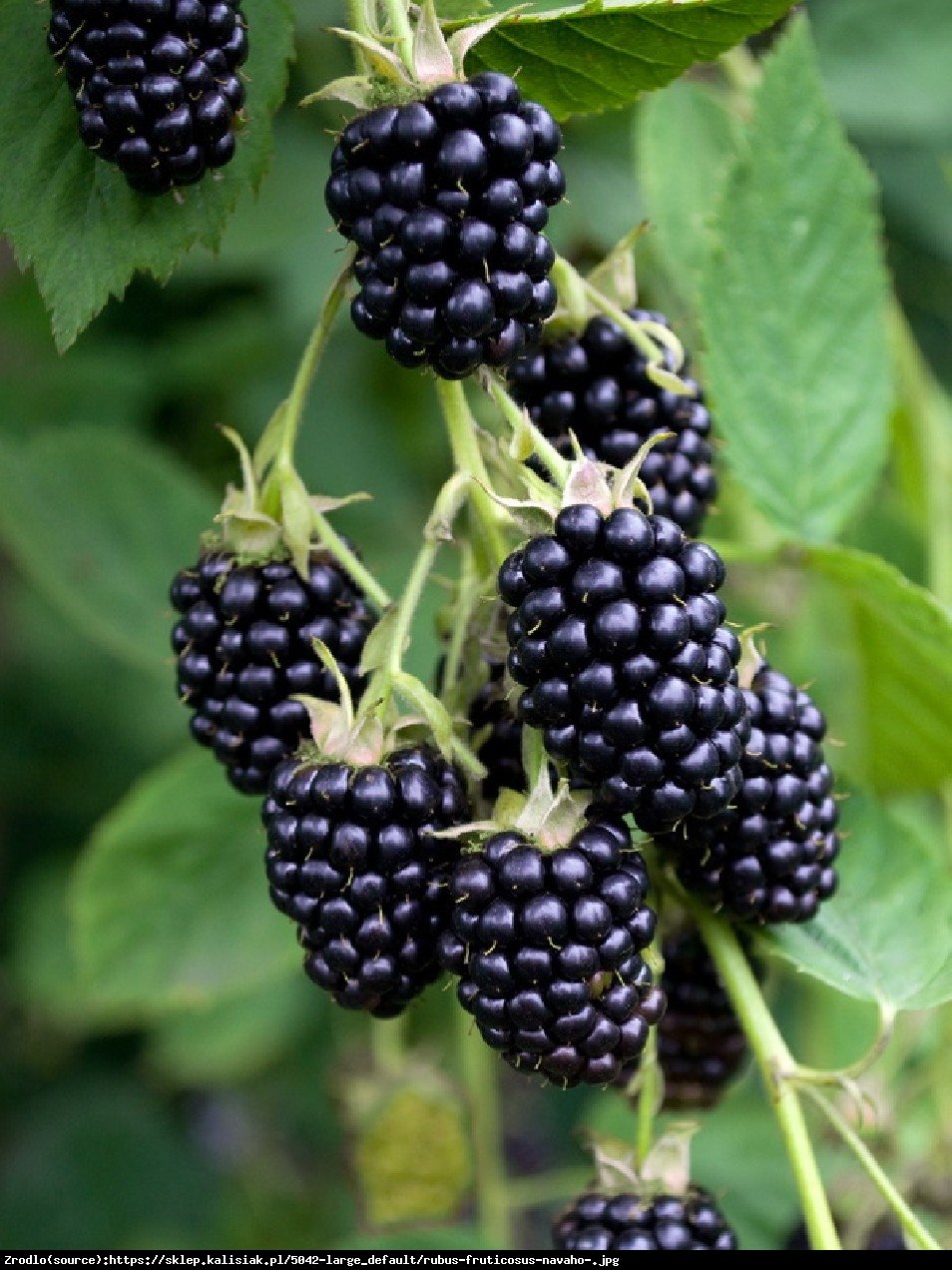 Jeżyna bezkolcowa  Navaho - Rubus fruticosus Navaho