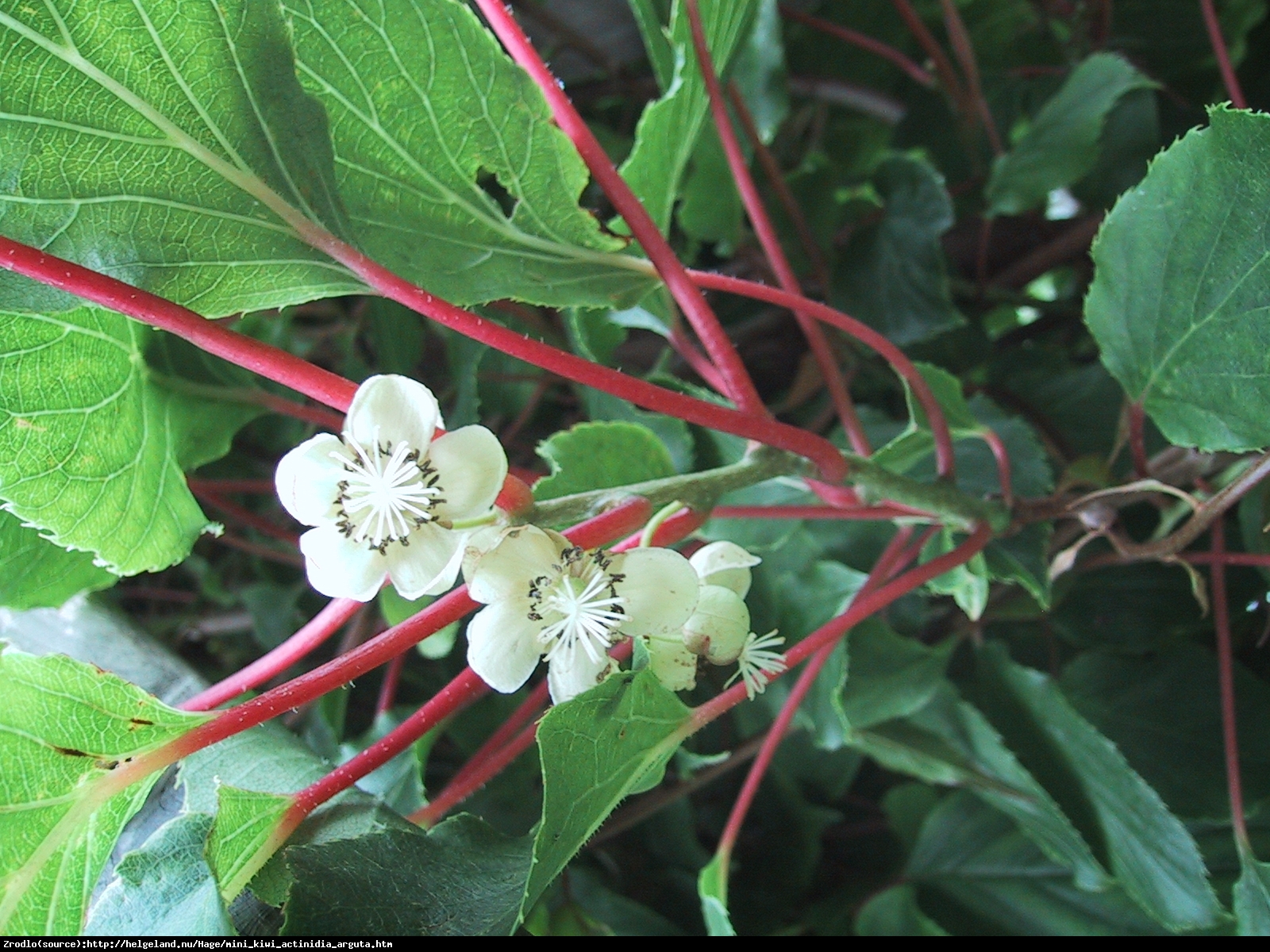 Mini kiwi Aktinidia ostrolistna Weiki Zapylacz Męska - Actinidia arguta Weiki Men