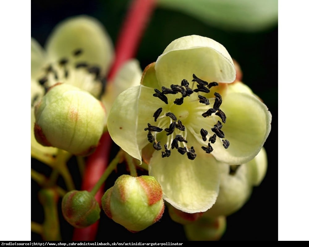 Mini kiwi Aktinidia ostrolistna Weiki Zapylacz Męska - Actinidia arguta Weiki Men