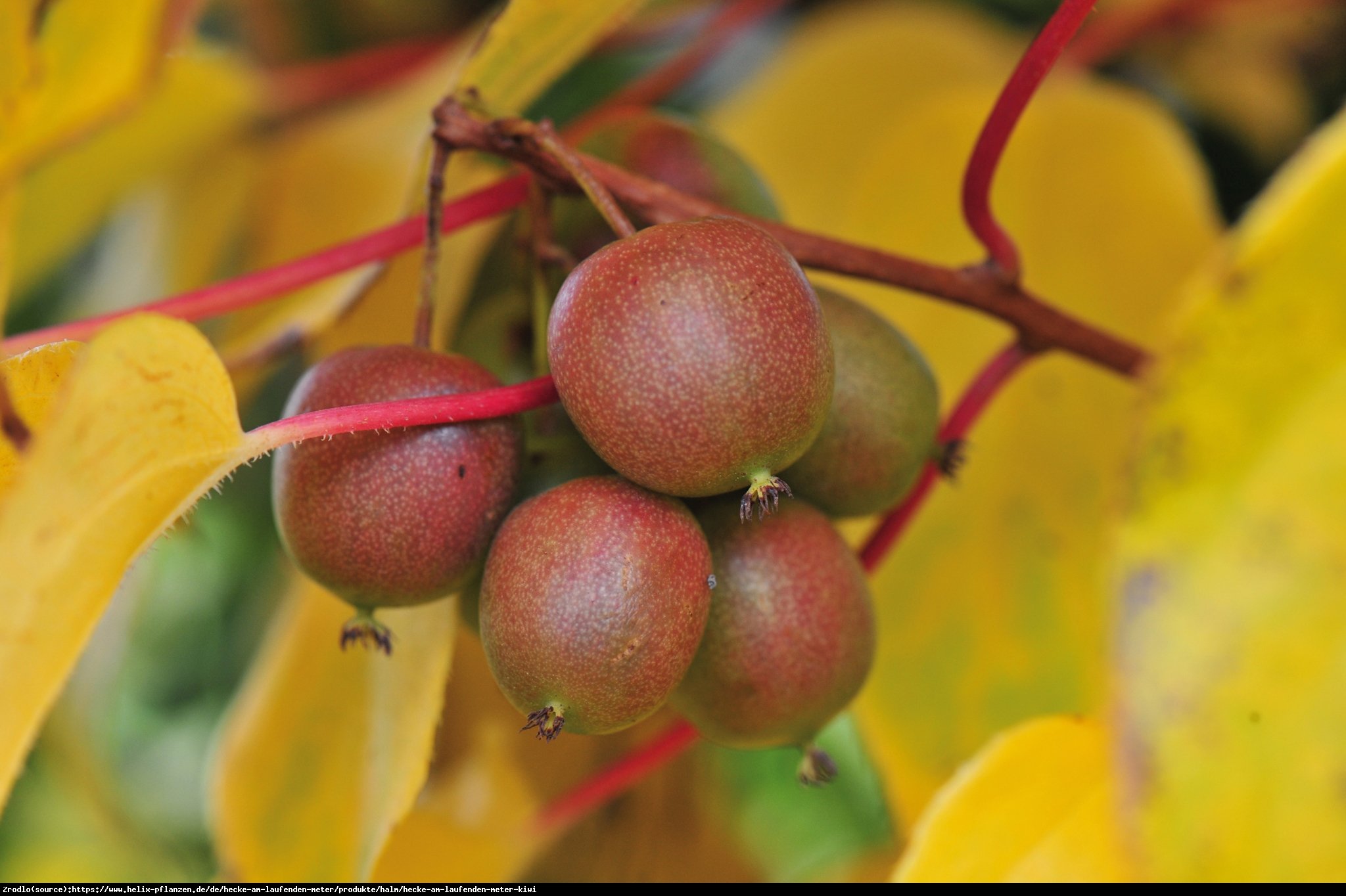 Mini Kiwi Aktinidia ostrolistna Geneva - Actinidia arguta  Geneva 