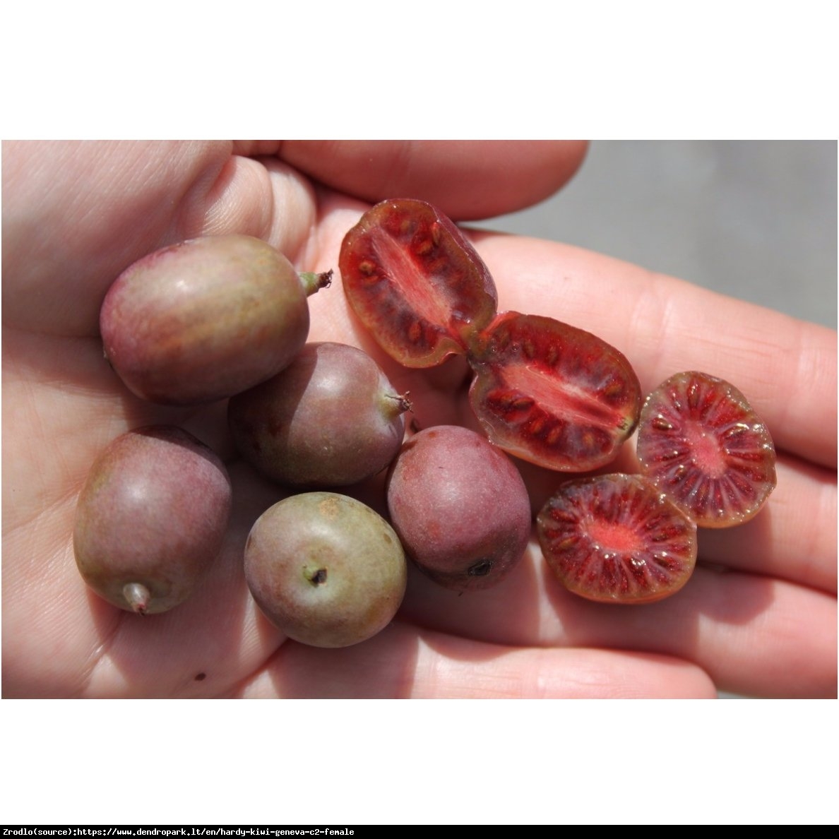 Mini Kiwi Aktinidia ostrolistna Geneva - Actinidia arguta  Geneva 