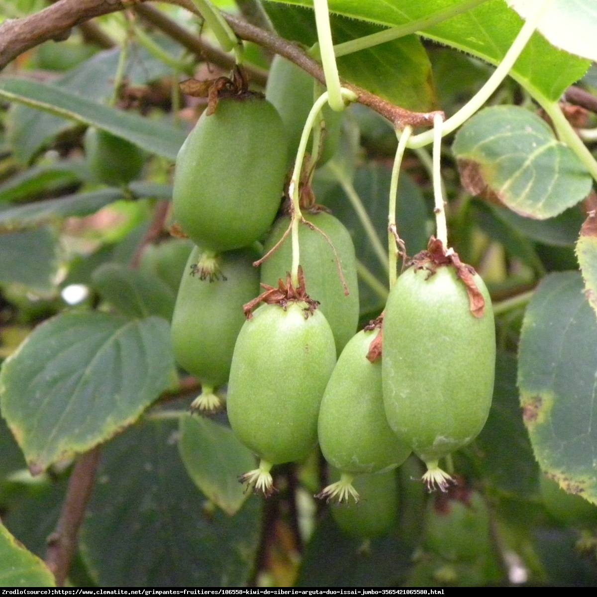 Mini Kiwi Aktinidia ostrolistna Jumbo - Actinidia arguta  Jumbo 