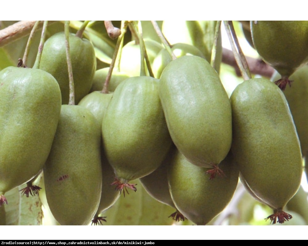 Mini Kiwi Aktinidia ostrolistna Jumbo - Actinidia arguta  Jumbo 