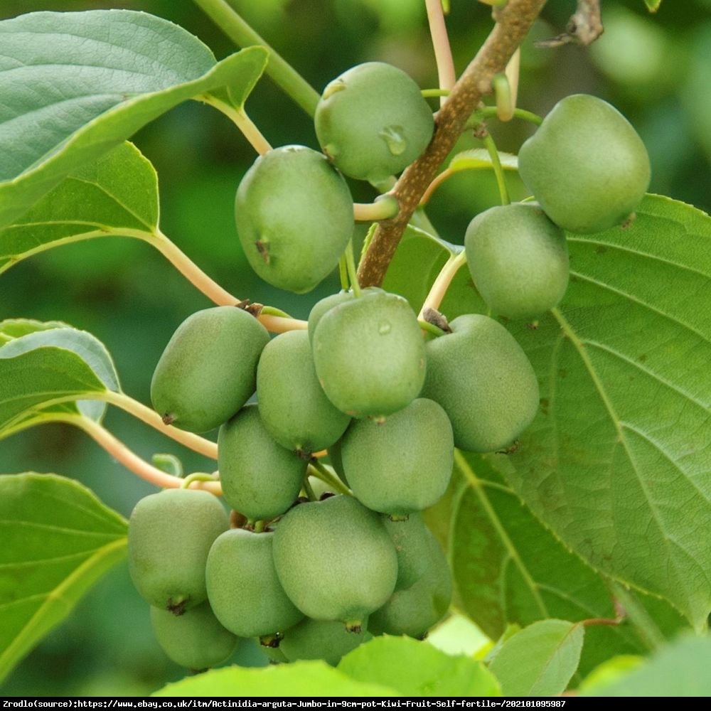 Mini Kiwi Aktinidia ostrolistna Jumbo - Actinidia arguta  Jumbo 