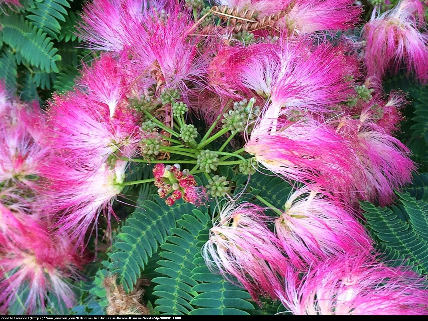 Albicja jedwabista Perska Mimoza - świeci w nocy - Albizia julibrissin