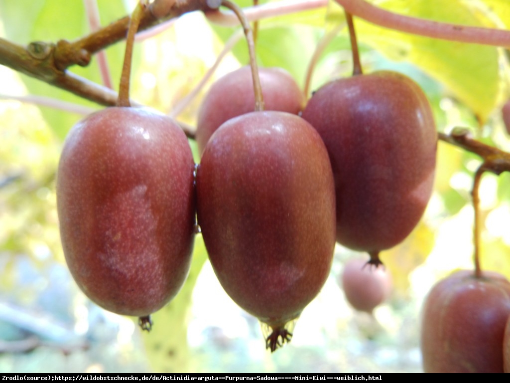 Mini Kiwi Aktinidia ostrolistna Purpurna Sadowa - Actinidia arguta  Purpurna Sadowa 