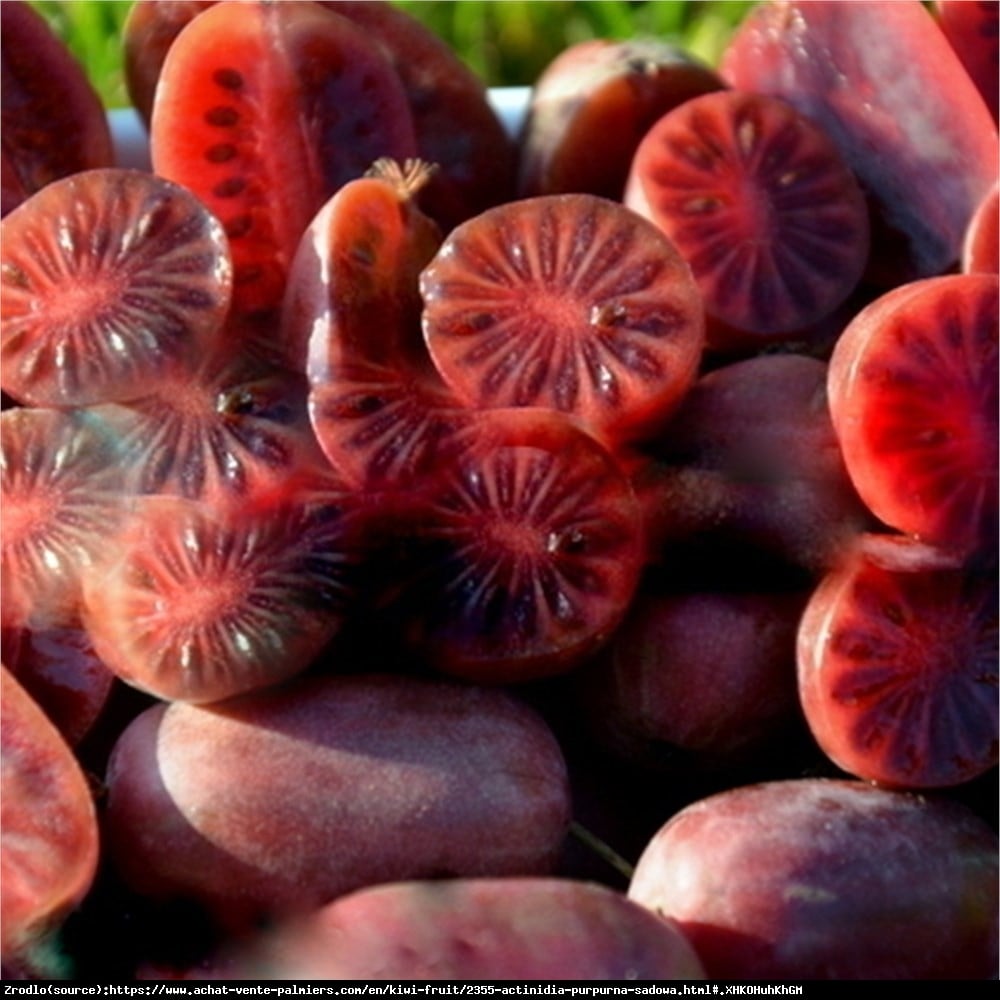 Mini Kiwi Aktinidia ostrolistna Purpurna Sadowa - Actinidia arguta  Purpurna Sadowa 