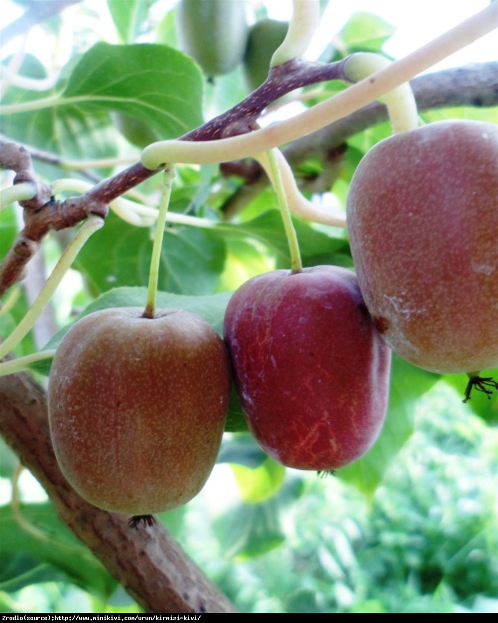 Mini Kiwi Aktinidia ostrolistna Purpurna Sadowa - Actinidia arguta  Purpurna Sadowa 