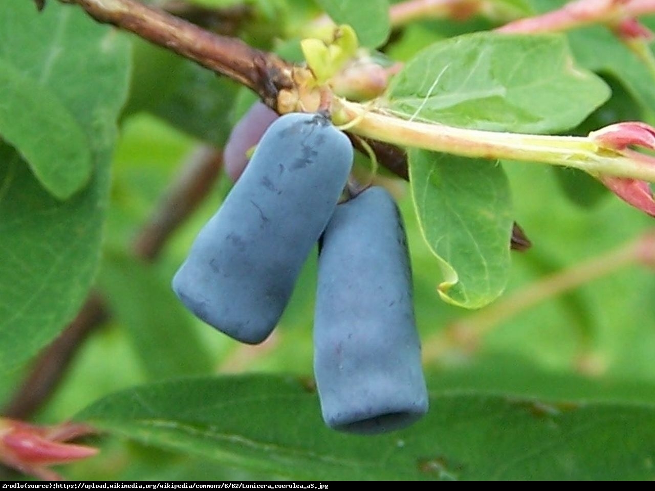 Jagoda kamczacka Czelabinka - Lonicera orientalis var.longifolia Czelabinka 