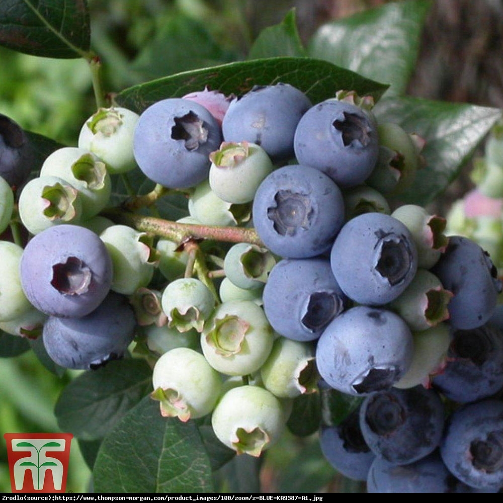 Borówka amerykańska Elliot 2 letnia - Vaccinium corymbosum Elliot 