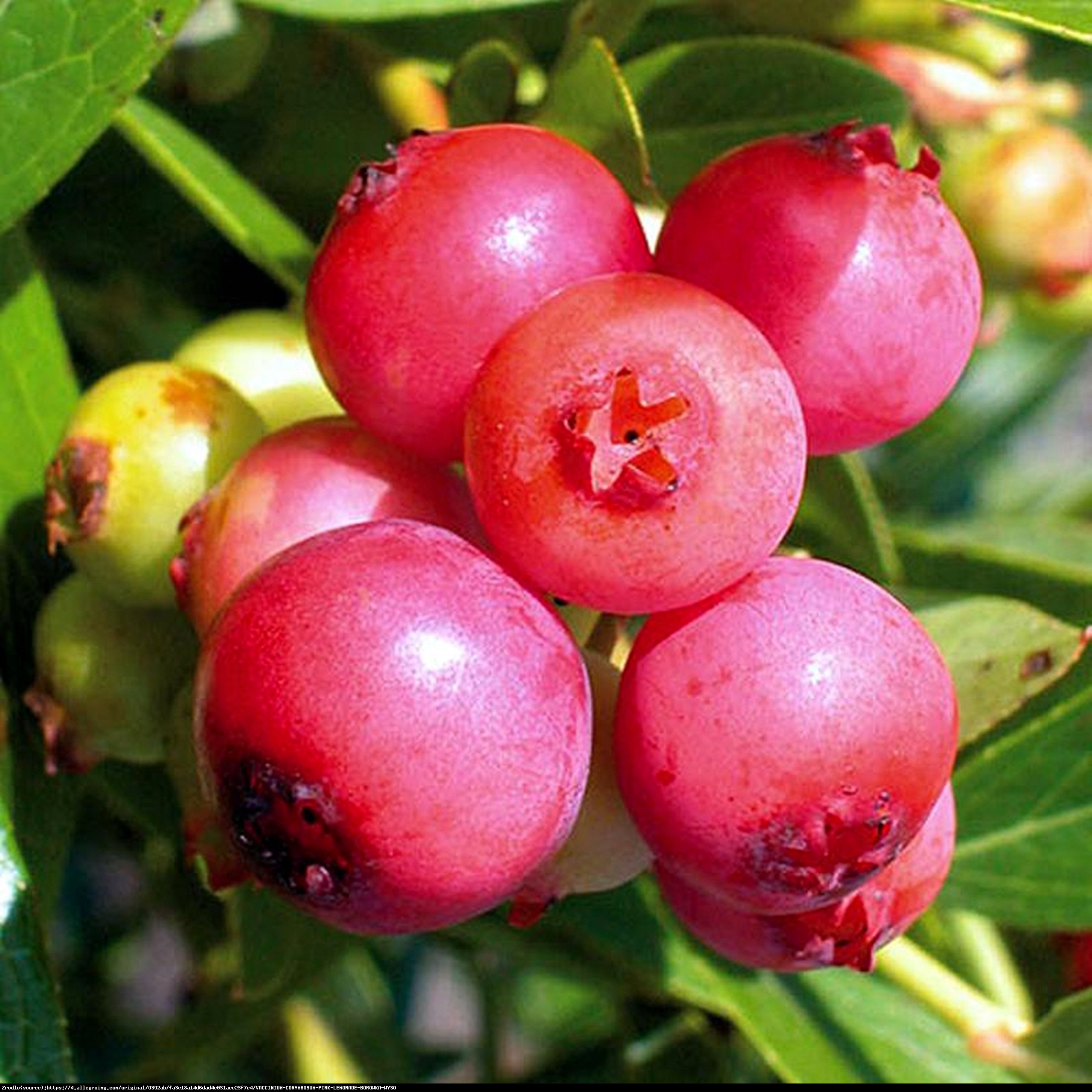 Borówka amerykańska Pink Lemonade 2 letnia - Vaccinium corymbosum Pink Lemonade 