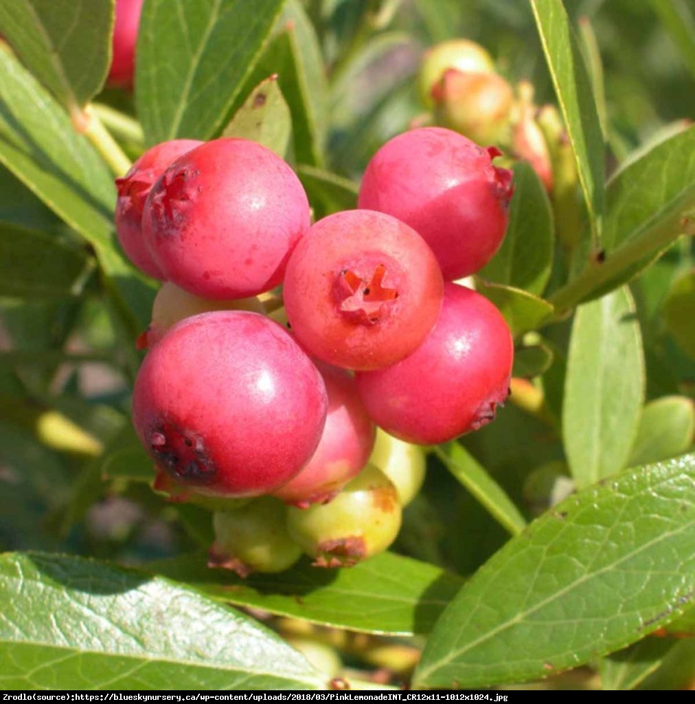 Borówka amerykańska Pink Lemonade 2 letnia - Vaccinium corymbosum Pink Lemonade 