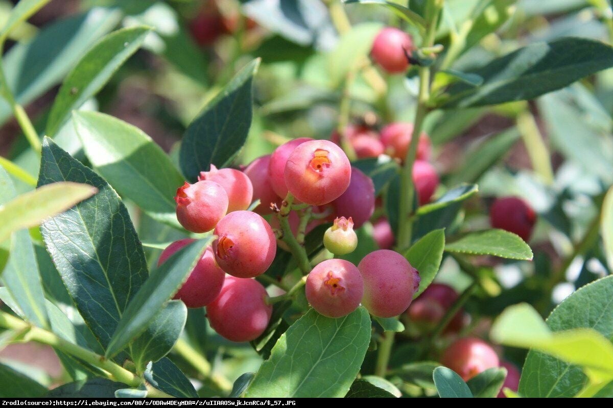 Borówka amerykańska Pink Lemonade 2 letnia - Vaccinium corymbosum Pink Lemonade 