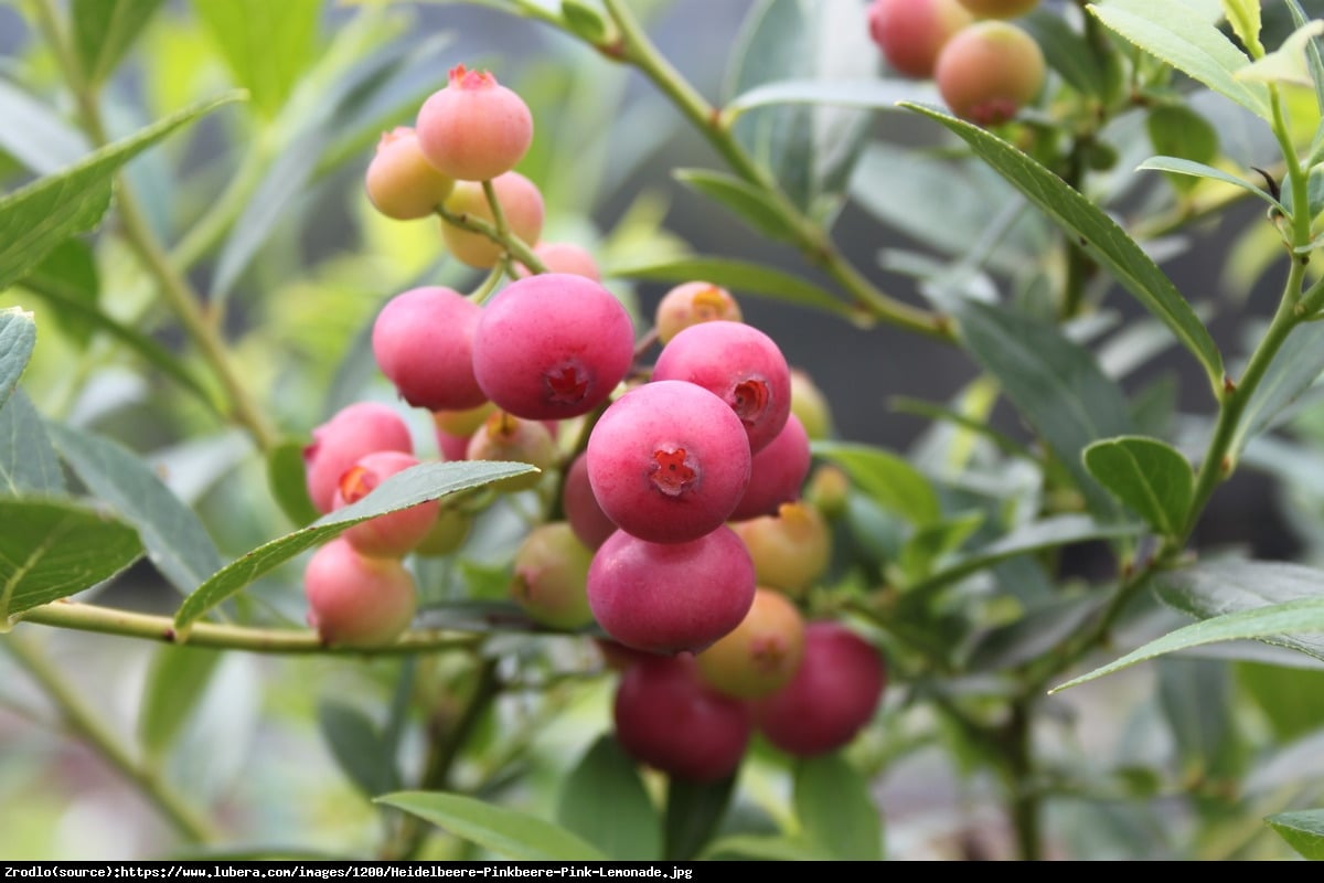 Borówka amerykańska Pink Lemonade 2 letnia - Vaccinium corymbosum Pink Lemonade 