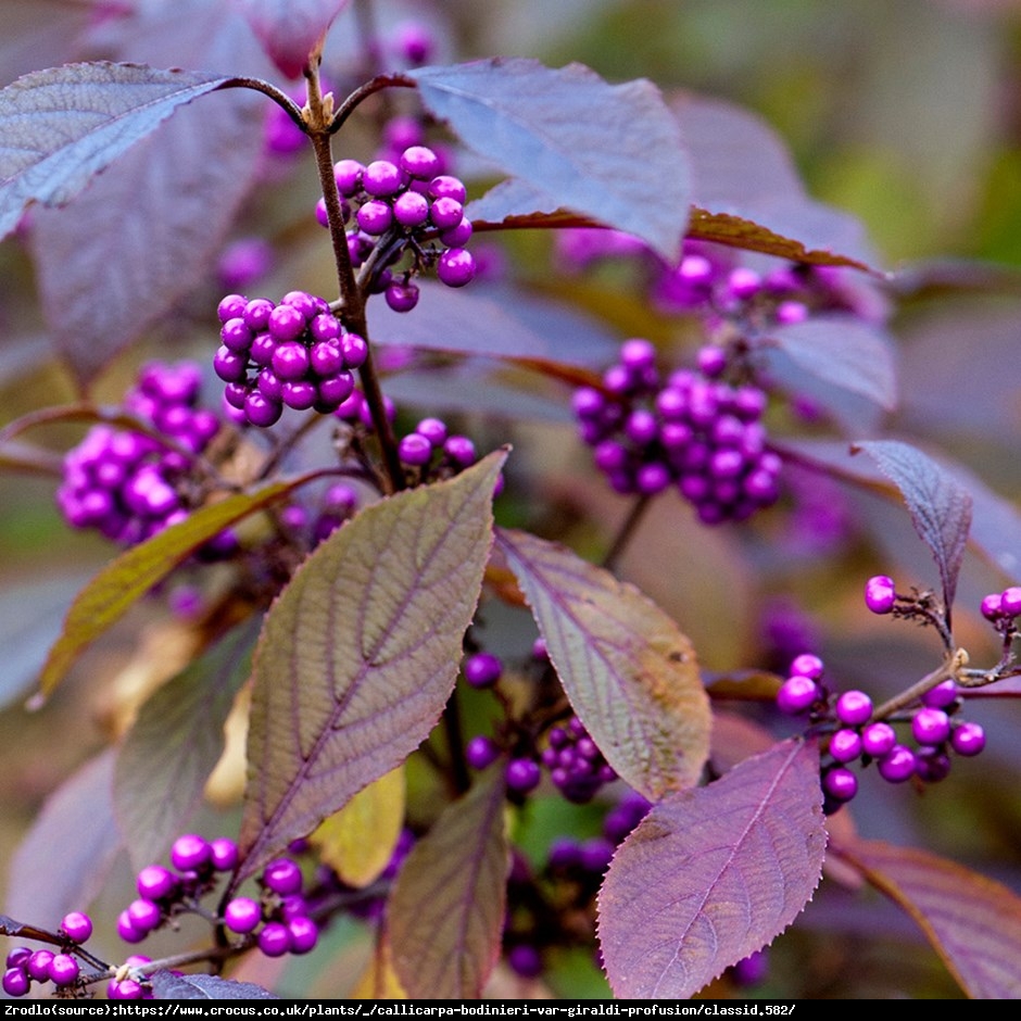 Pięknotka Bodiniera Profusion - Callicarpa bodinieri  Profusion