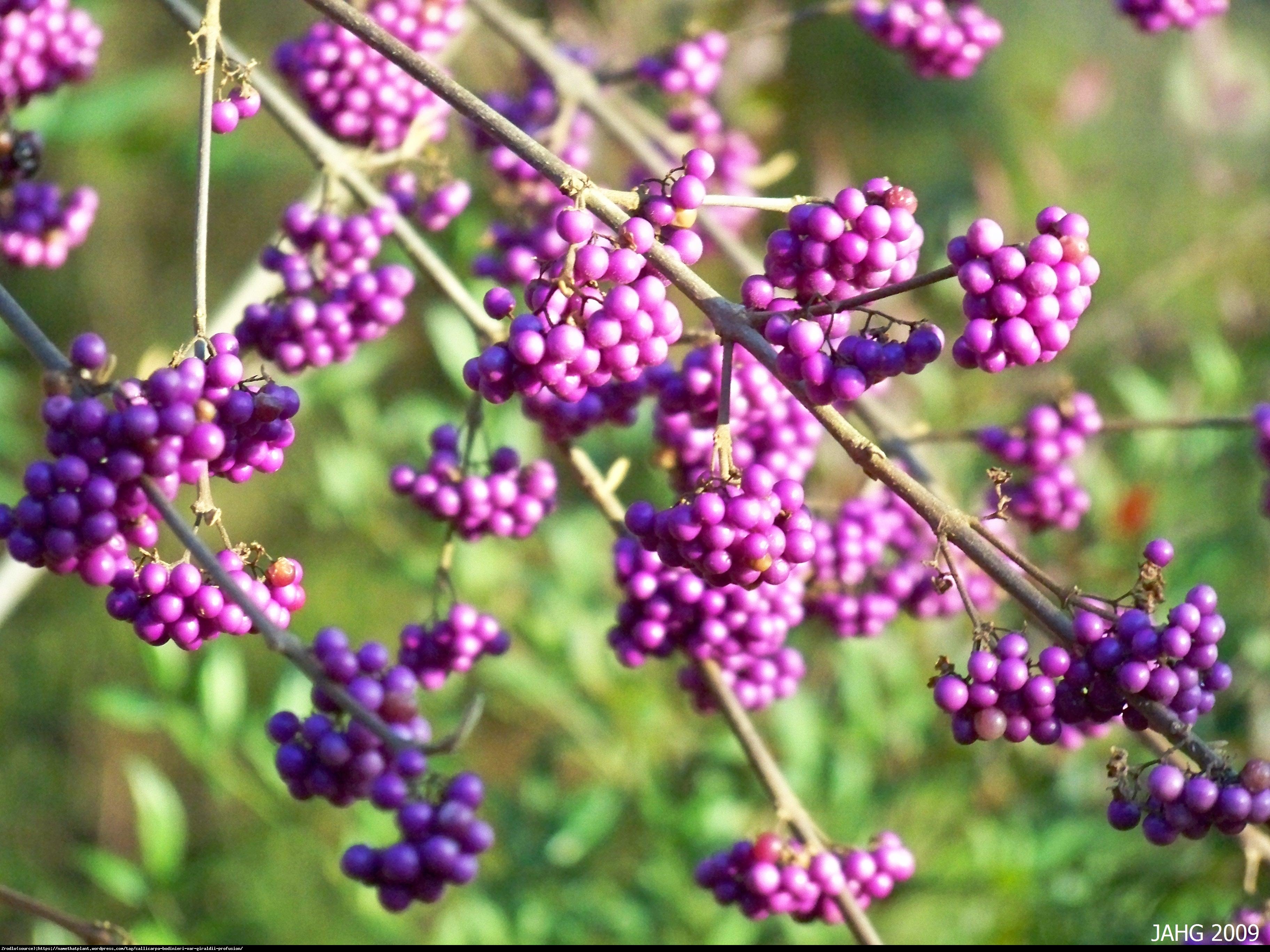 Pięknotka Bodiniera Profusion - Callicarpa bodinieri  Profusion