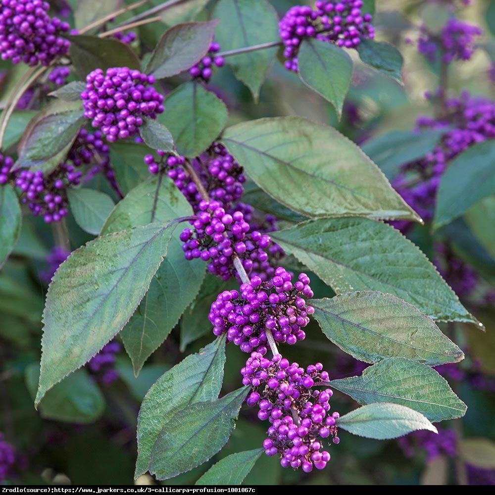 Pięknotka Bodiniera Profusion - Callicarpa bodinieri  Profusion