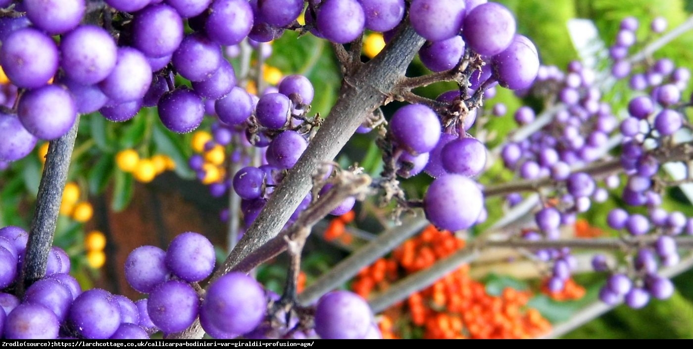 Pięknotka Bodiniera Profusion - Callicarpa bodinieri  Profusion