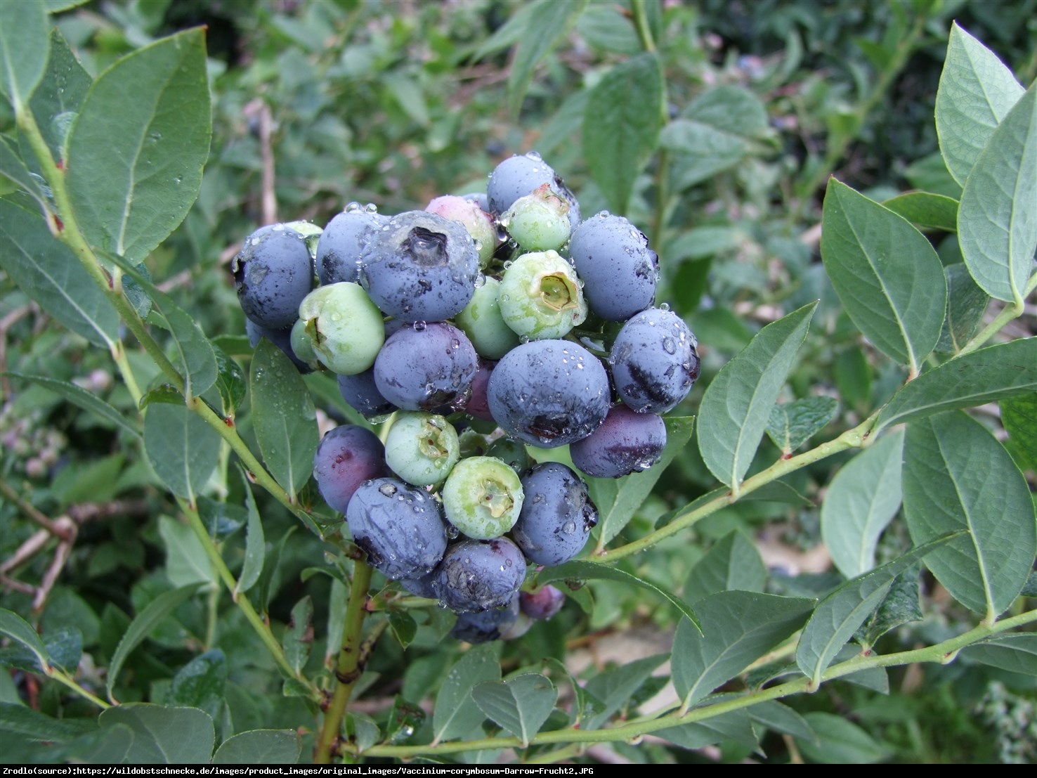 Borówka amerykańska Darrow 3l - Vaccinium corymbosum Darrow 