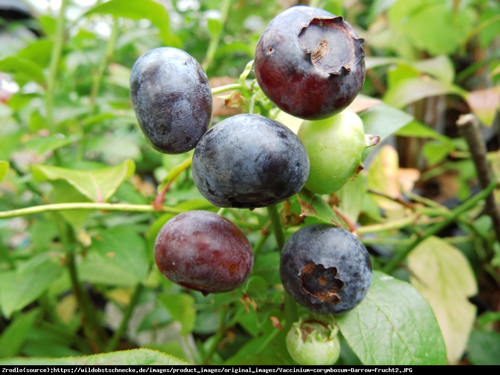 Borówka amerykańska Darrow 3l - Vaccinium corymbosum Darrow 