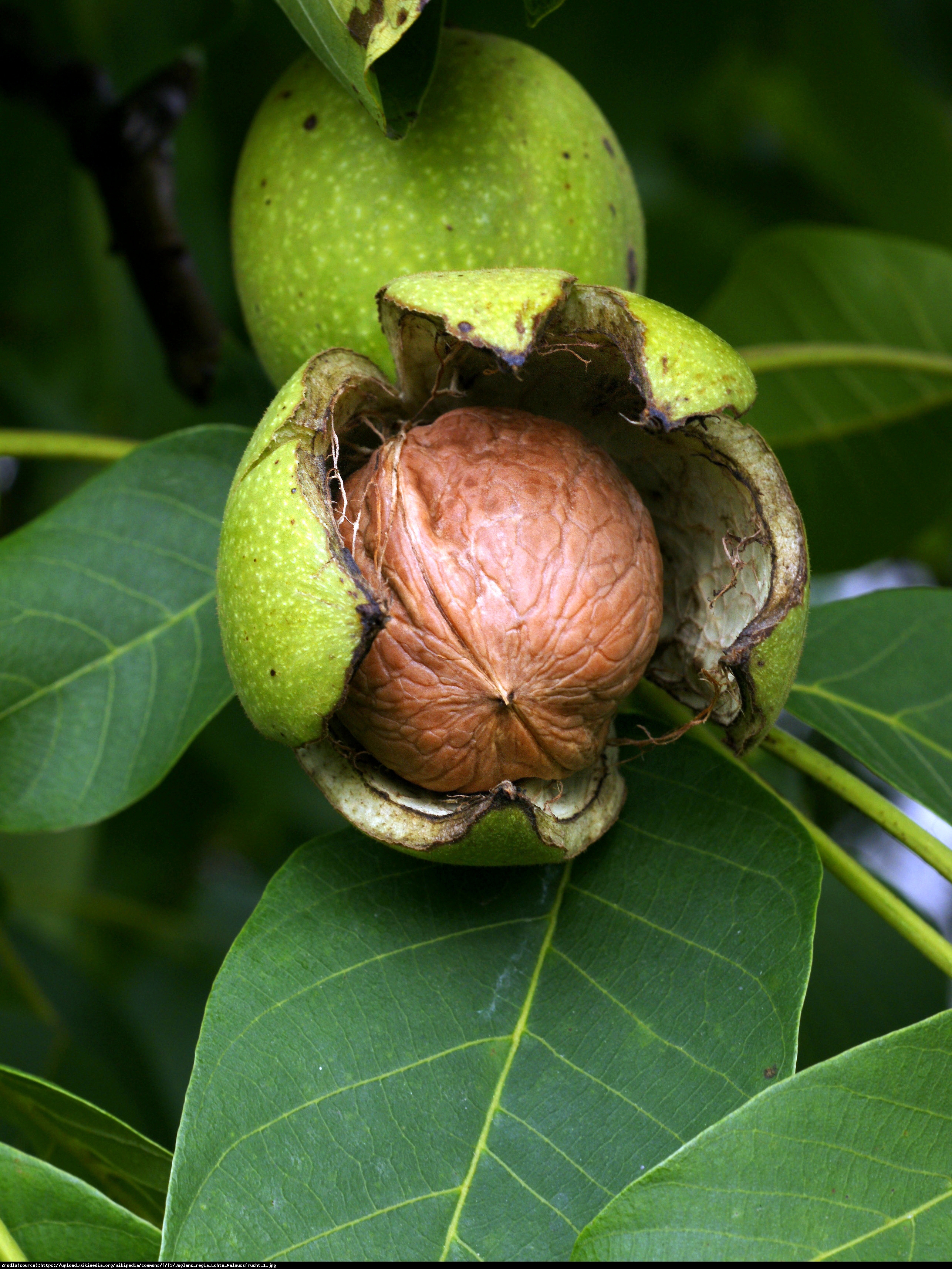 Orzech włoski - Juglans regia