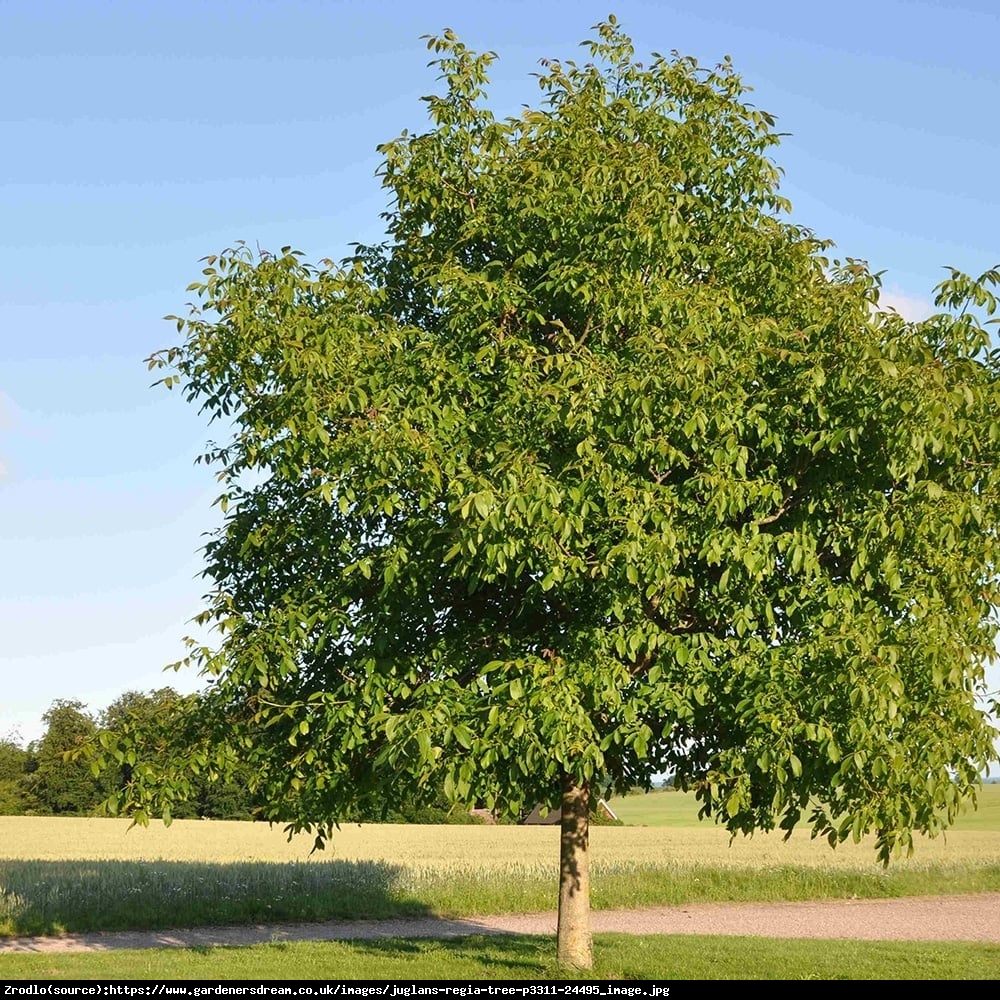 Orzech włoski - Juglans regia