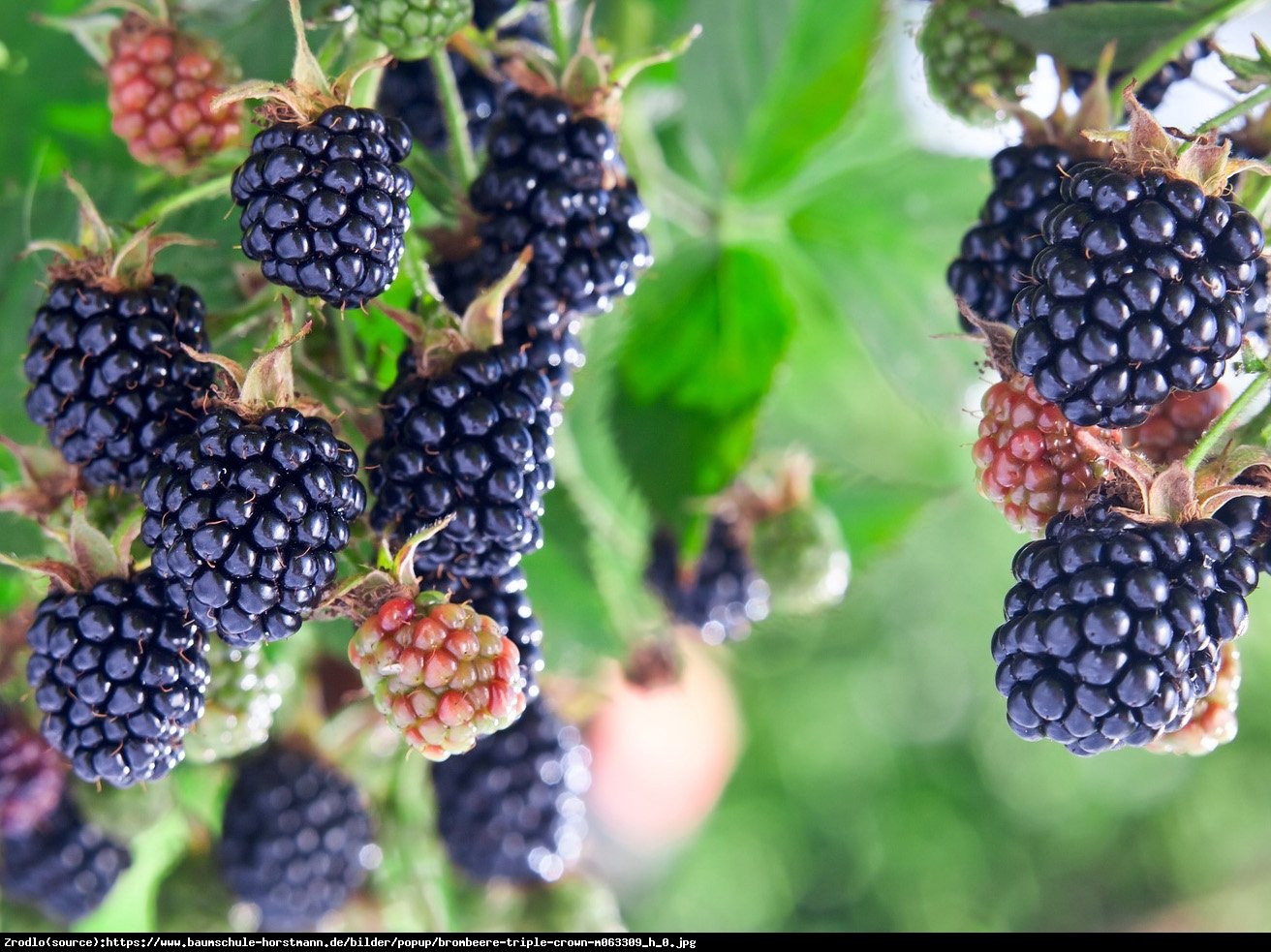 Jeżyna bezkolcowa Triple Crown - Rubus fruticosus Triple Crown