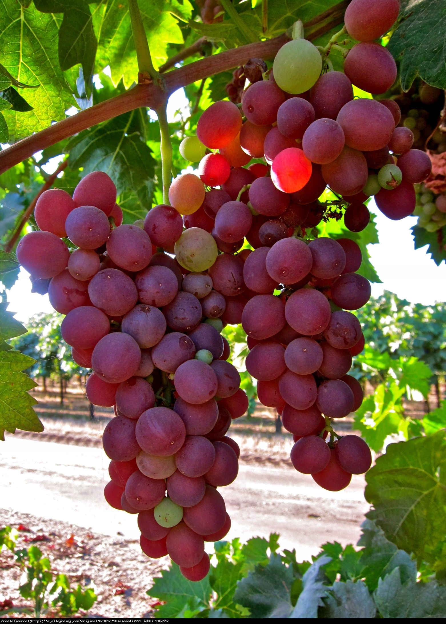 Winorośl Reliance - Bezpestkowe - Vitis Reliance