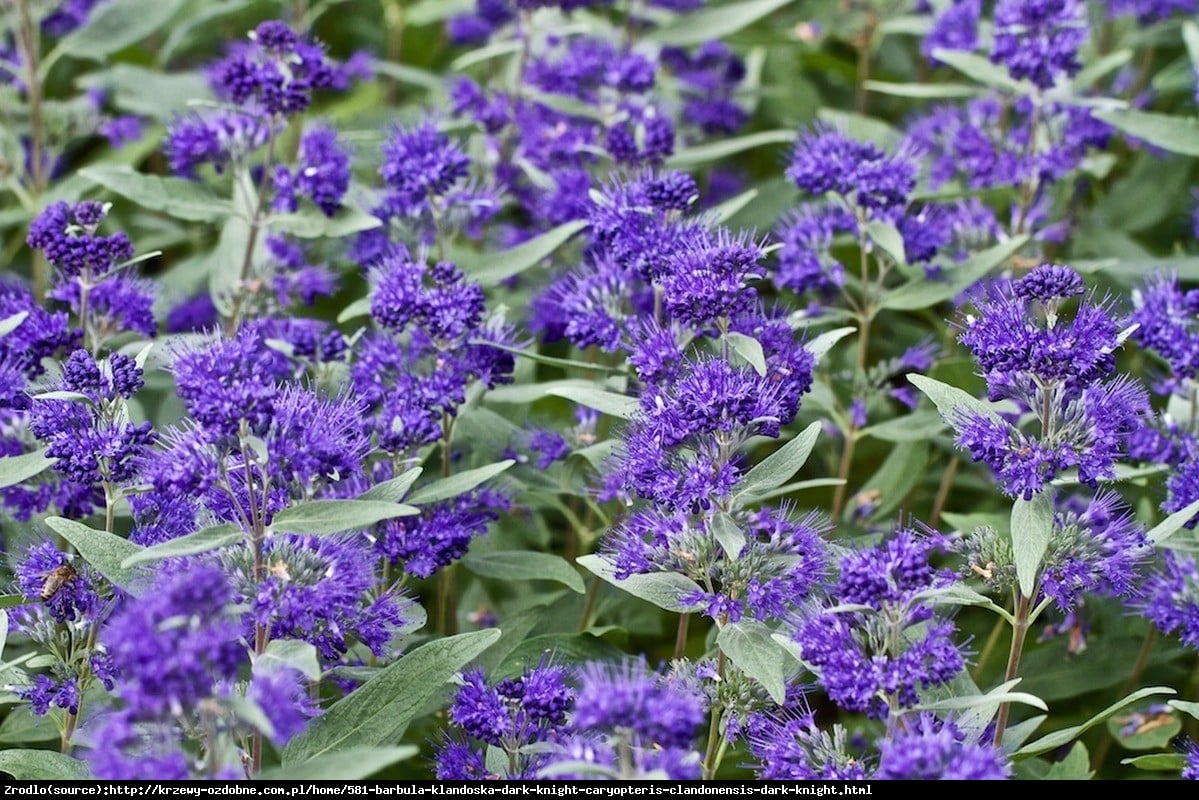 Barbula klandoa  - Caryopteris clandonensis  