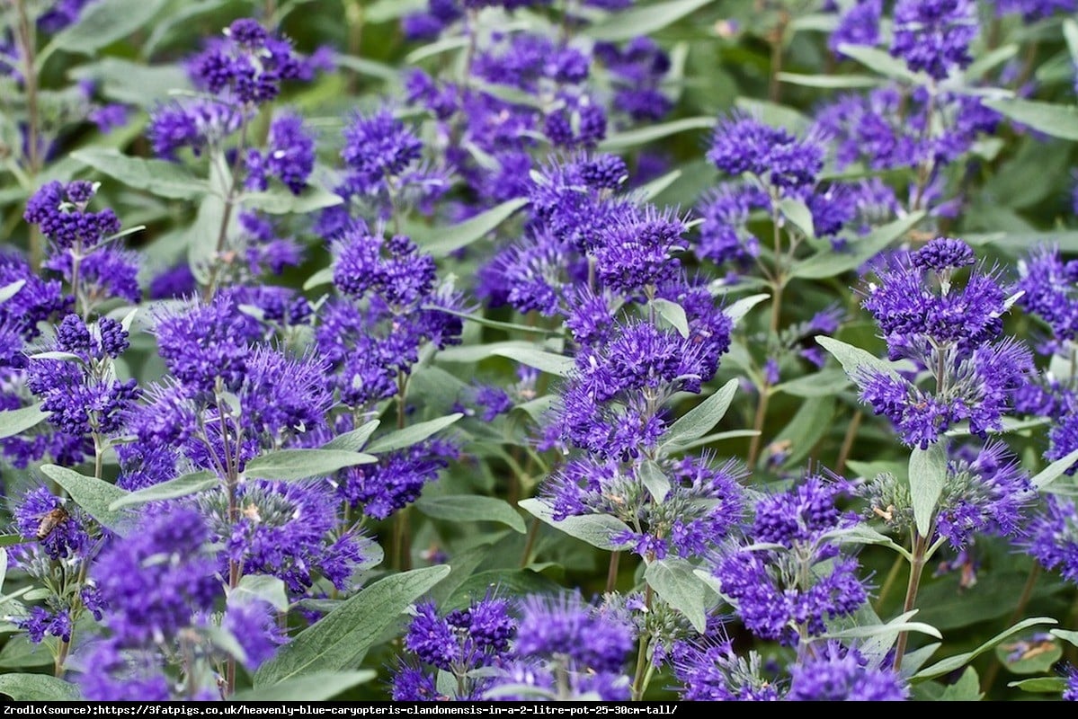 Barbula klandoa  - Caryopteris clandonensis  