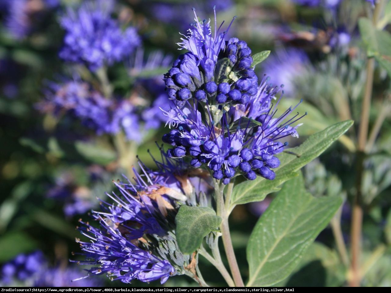 Barbula klandoa  - Caryopteris clandonensis  