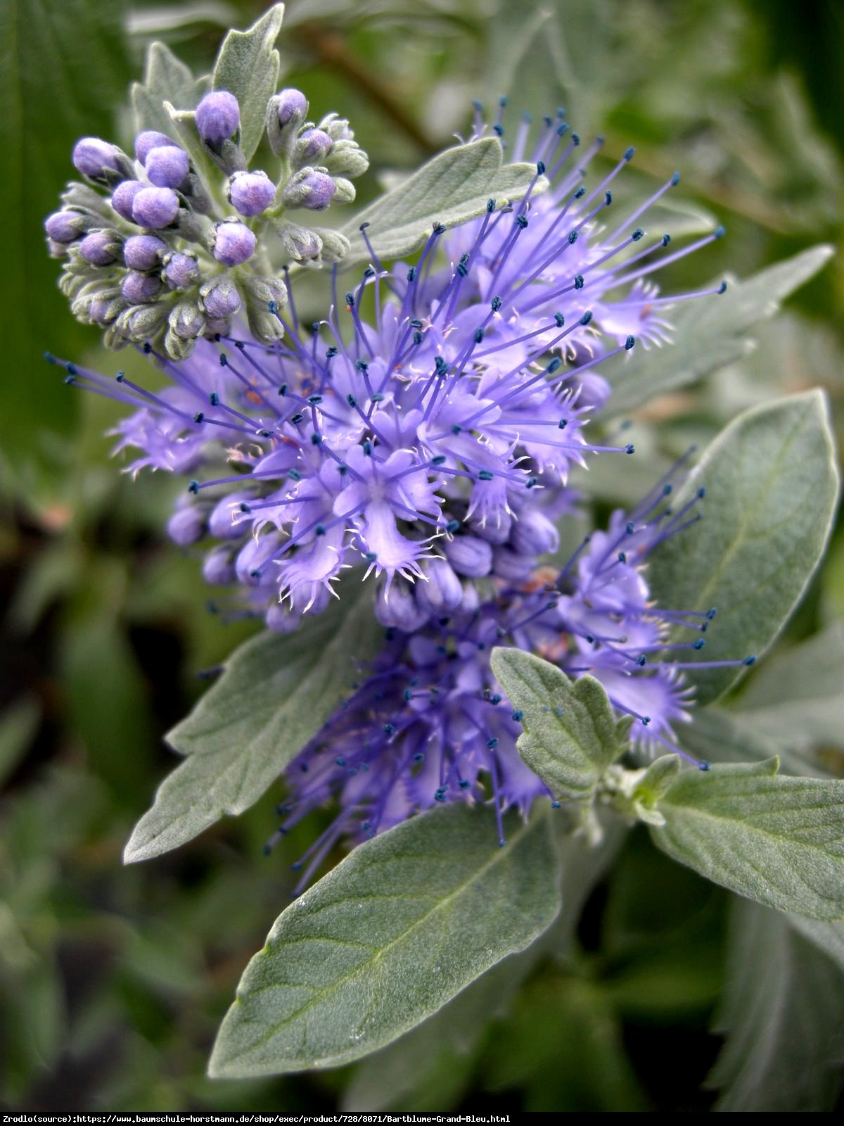 Barbula klandoa  - Caryopteris clandonensis  