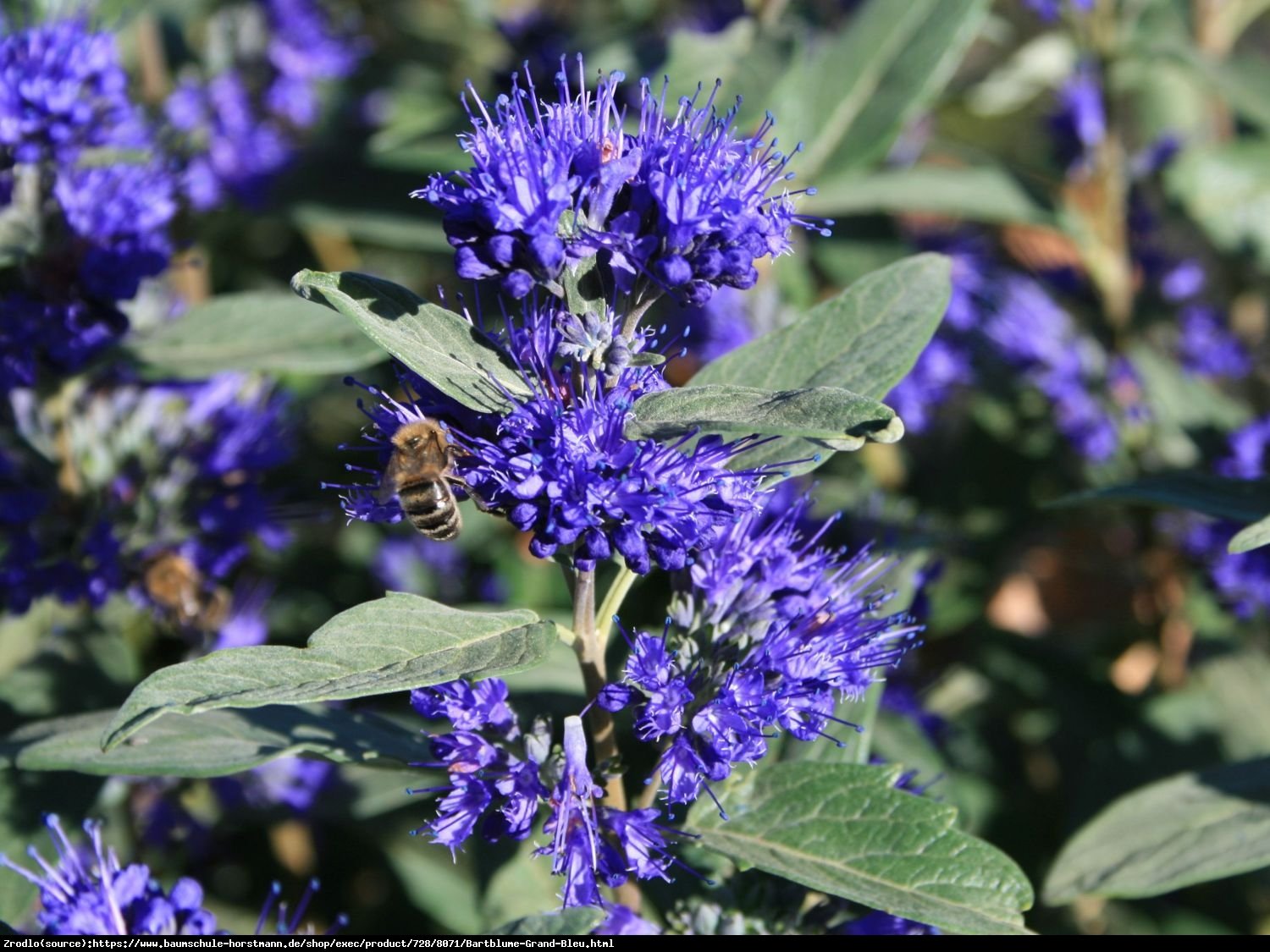 Barbula klandoa  - Caryopteris clandonensis  