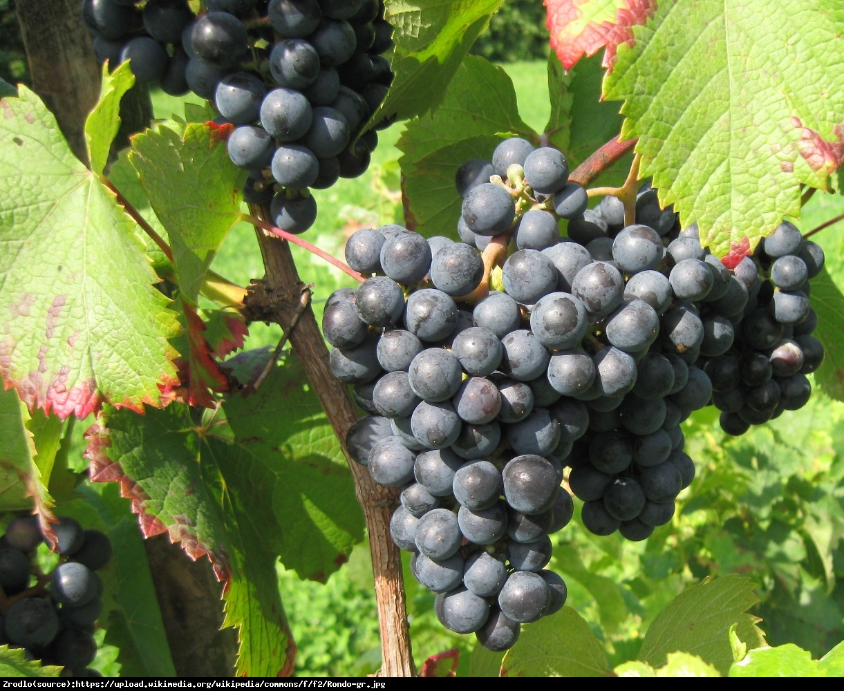 Winorośl Rondo - Vitis Rondo