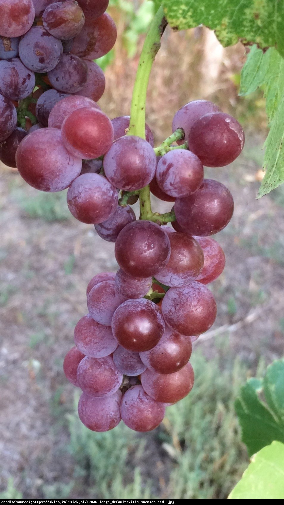 Winorośl Swenson Red - Vitis Swenson Red