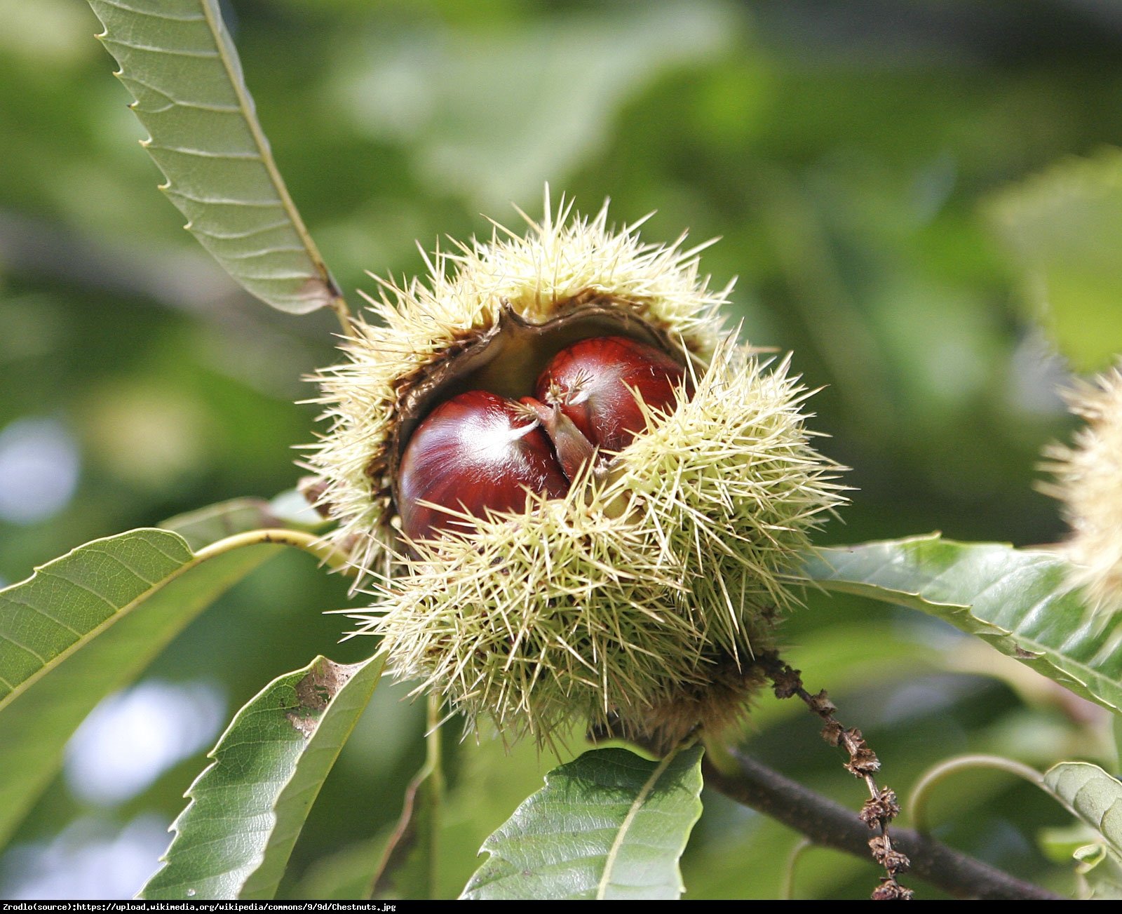 Kasztan jadalny - Castanea sativa