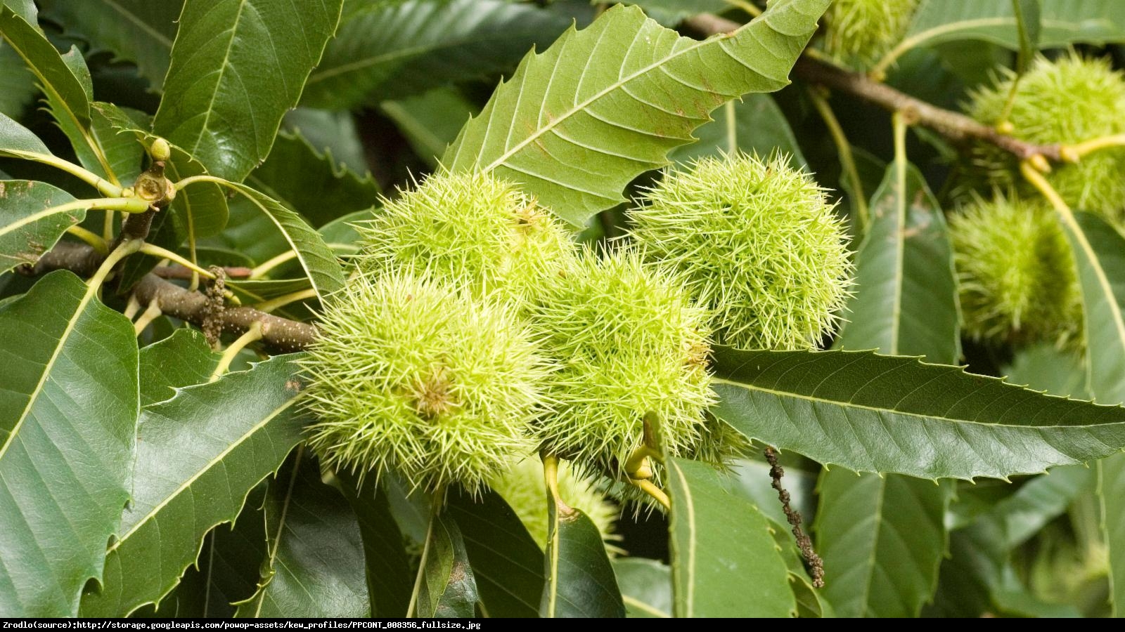 Kasztan jadalny - Castanea sativa