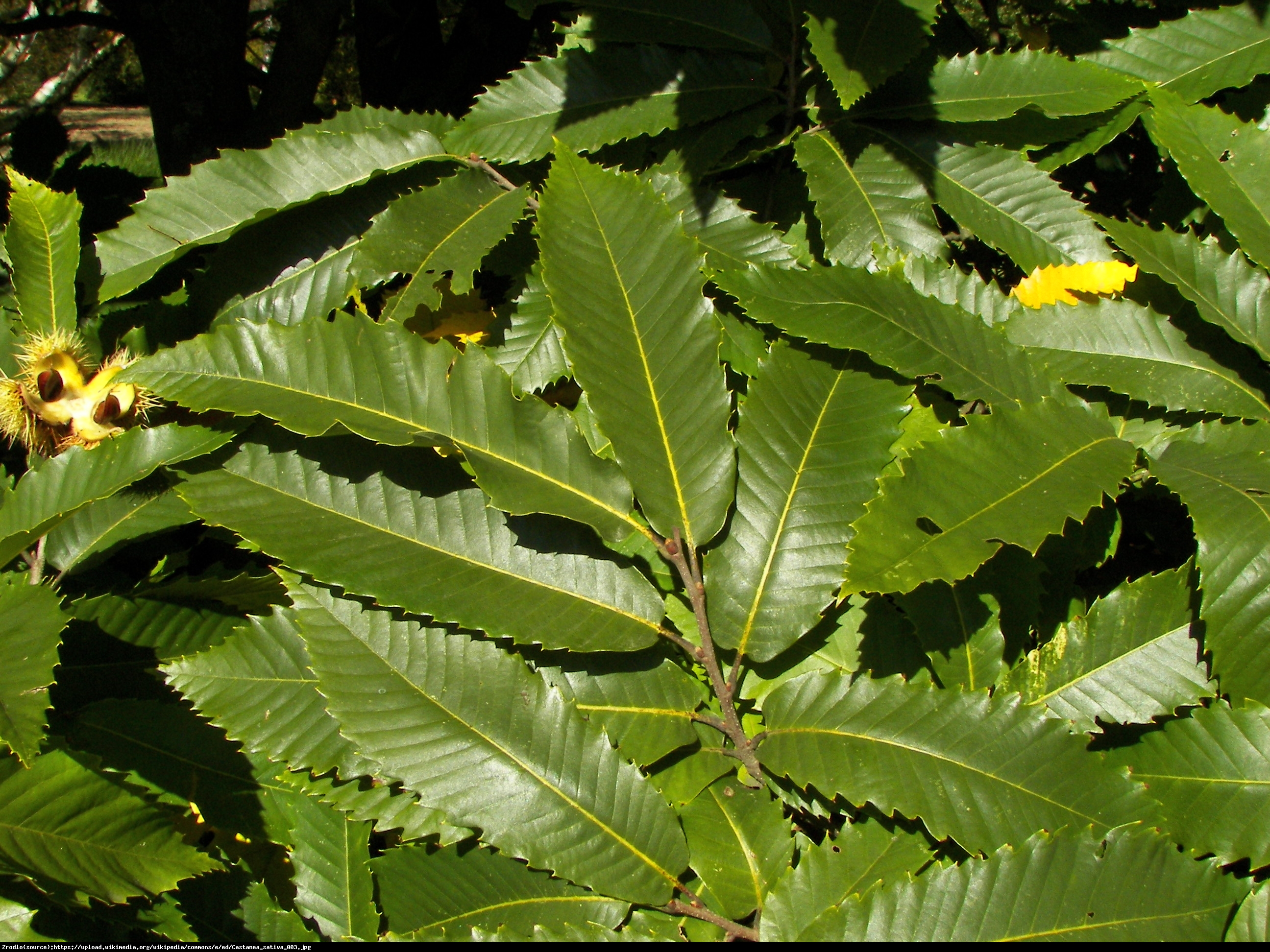 Kasztan jadalny - Castanea sativa