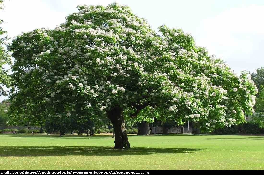 Kasztan jadalny - Castanea sativa