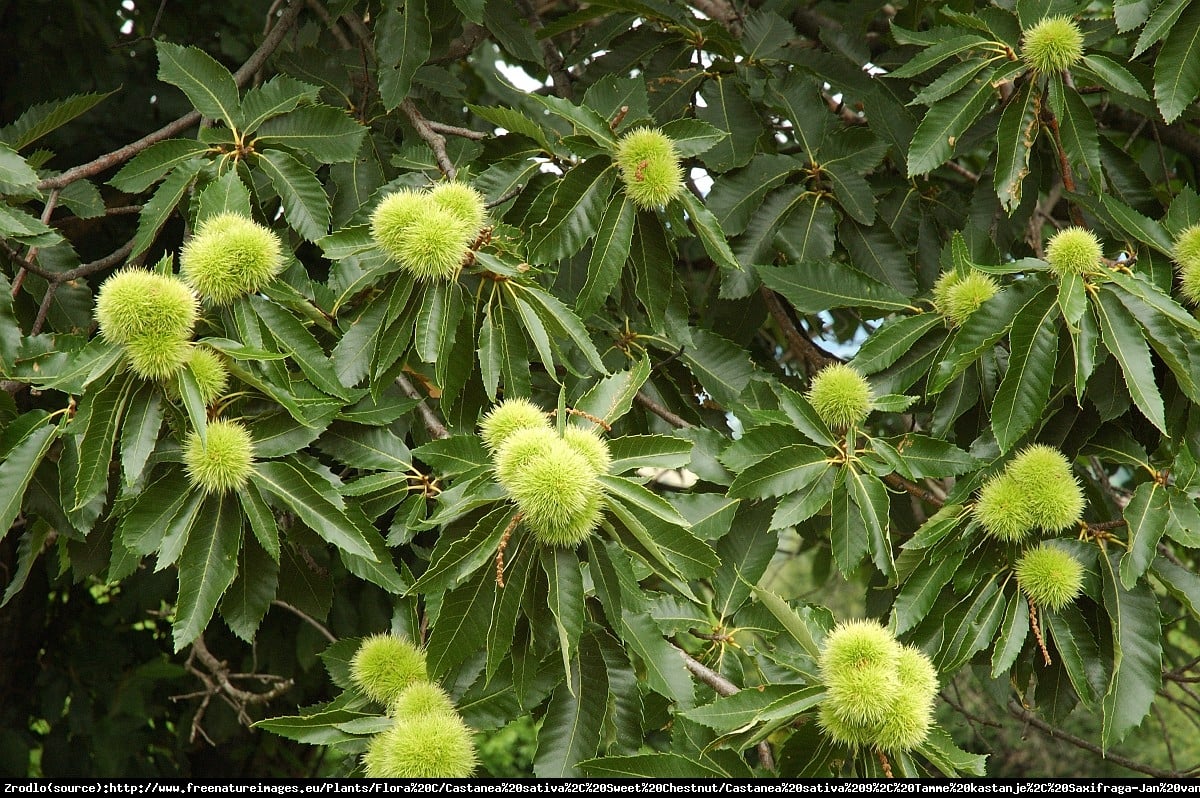 Kasztan jadalny - Castanea sativa