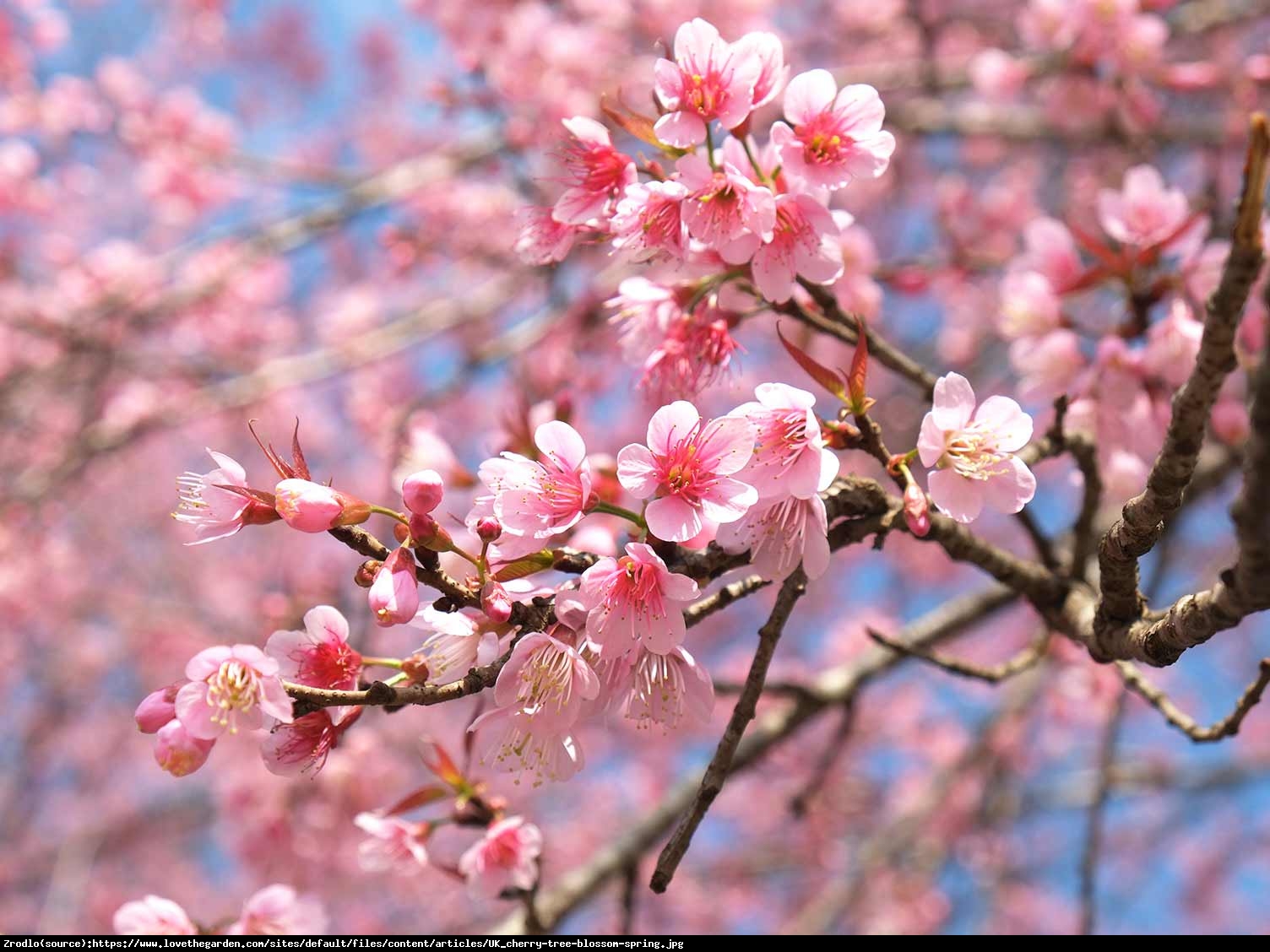 Wiśnia piłkowana Pink Perfection - Prunus serrulata Pink Perfection