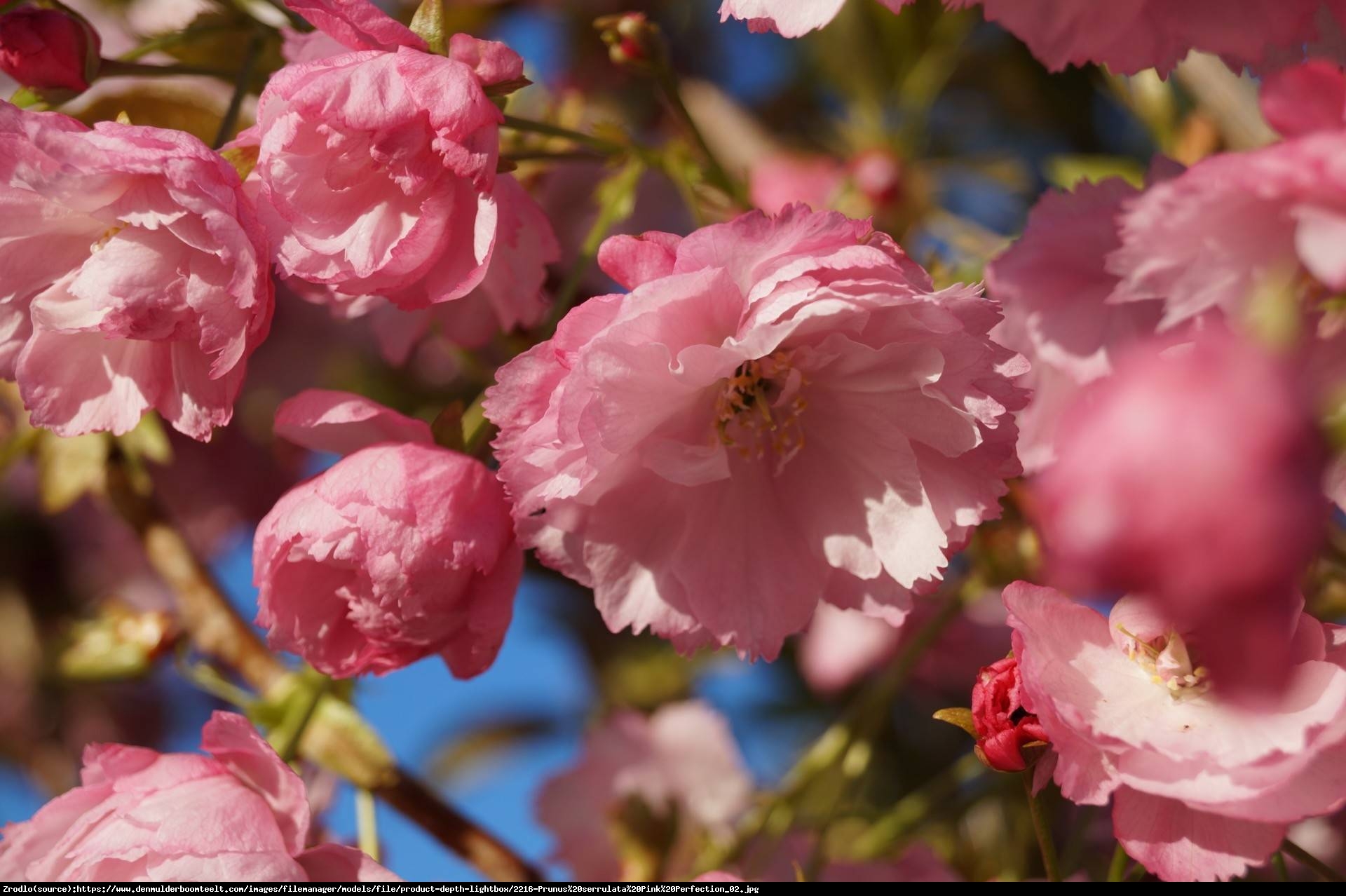 Wiśnia piłkowana Pink Perfection - Prunus serrulata Pink Perfection