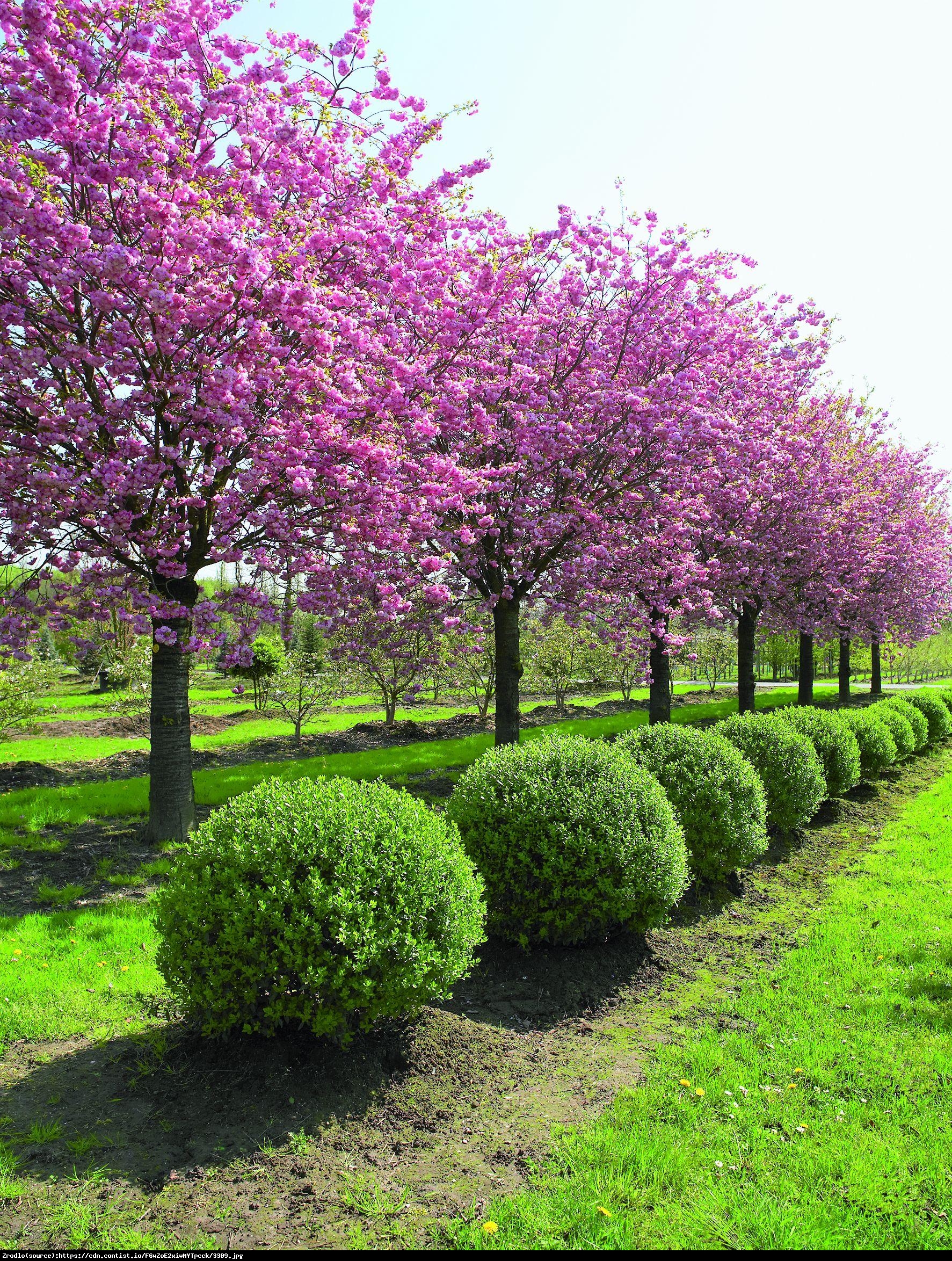 Wiśnia piłkowana Pink Perfection - Prunus serrulata Pink Perfection