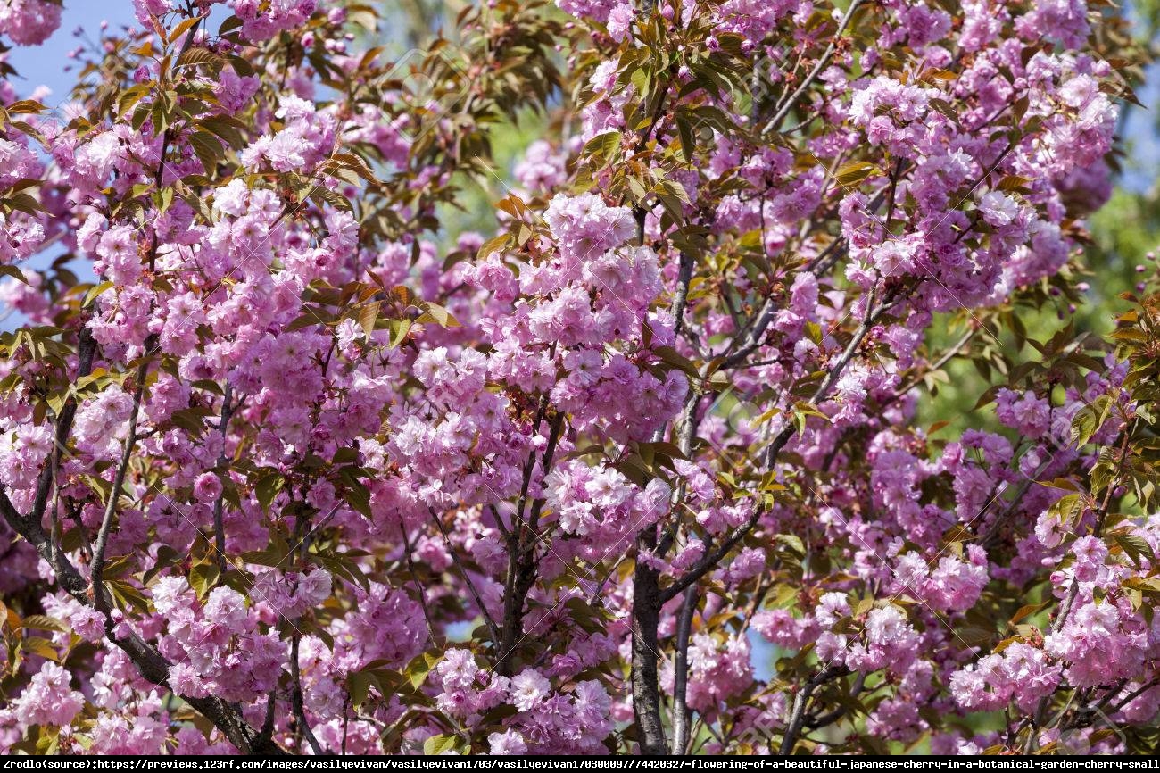 Wiśnia piłkowana Pink Perfection - Prunus serrulata Pink Perfection